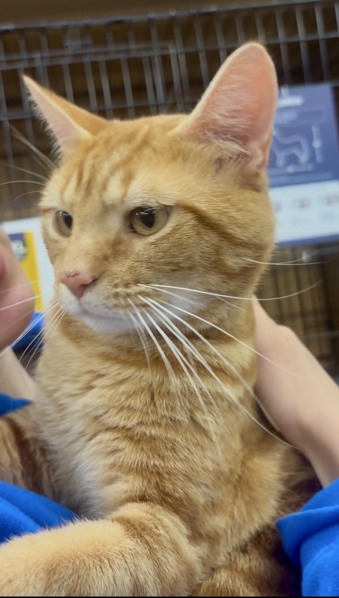Phineas, an adopted Domestic Short Hair in North East, MD image 2/4