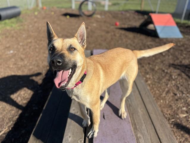 MANGO, Adoptable, Young Female German Shepherd Dog & Labrador Retriever.