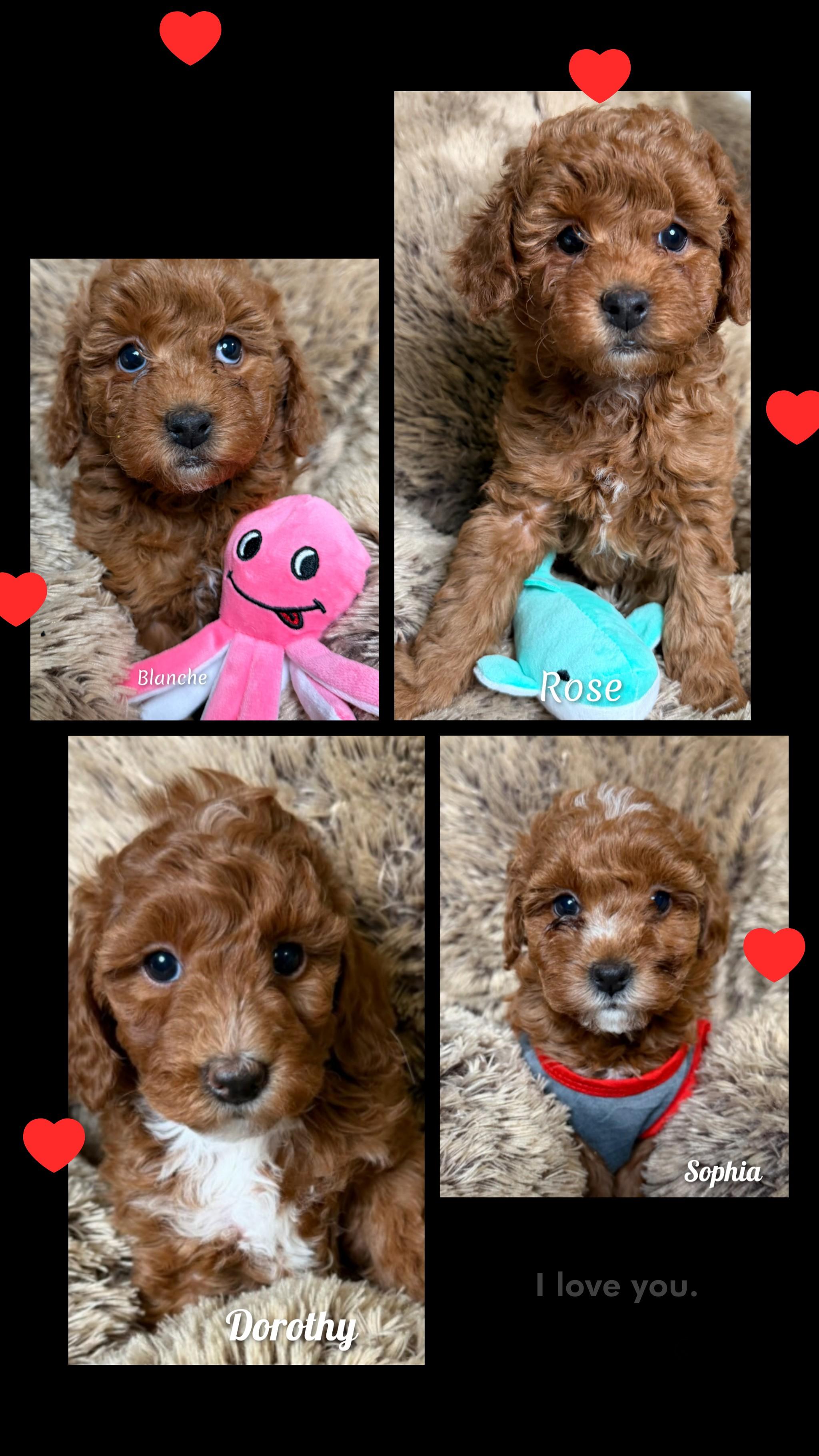 Enlarge Winnie's Girls, an adopted Goldendoodle in Fredericksburg, VA image 1/6
