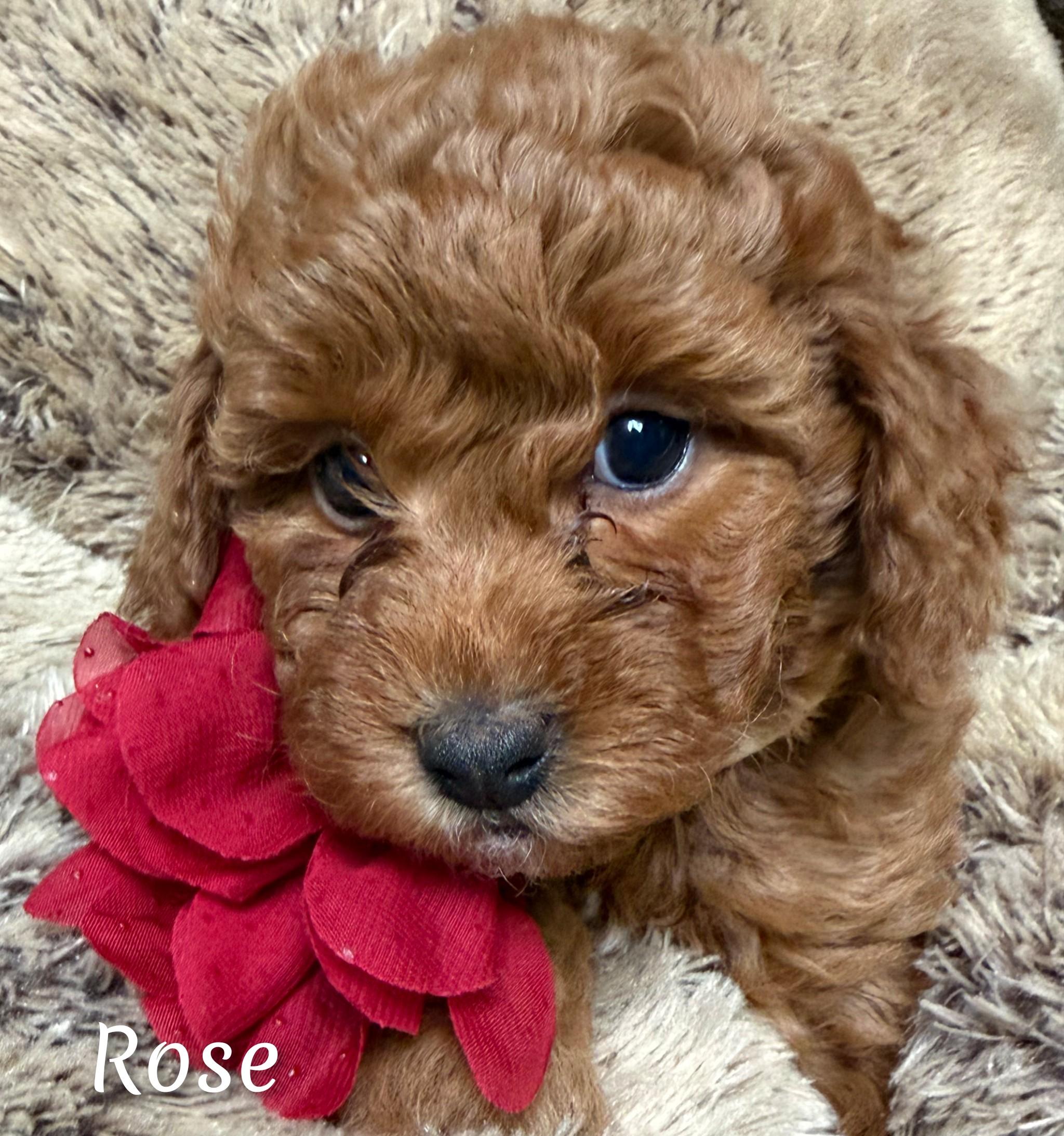 Enlarge Winnie's Girls, an adopted Goldendoodle in Fredericksburg, VA image 2/6