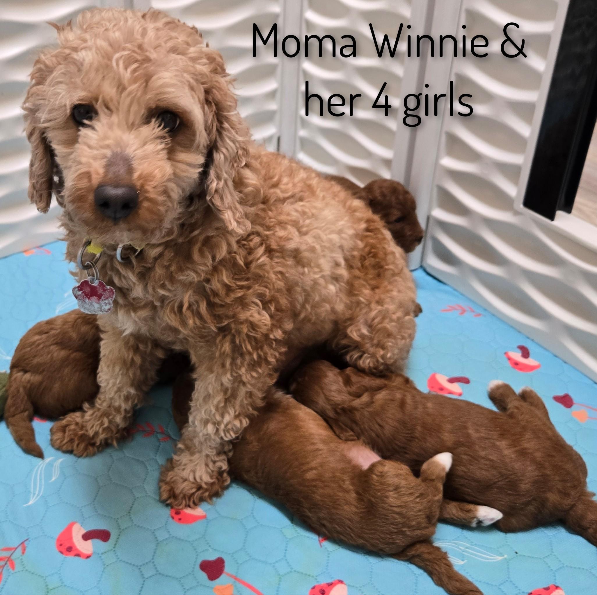 Enlarge Winnie's Girls, an adopted Goldendoodle in Fredericksburg, VA image 4/6