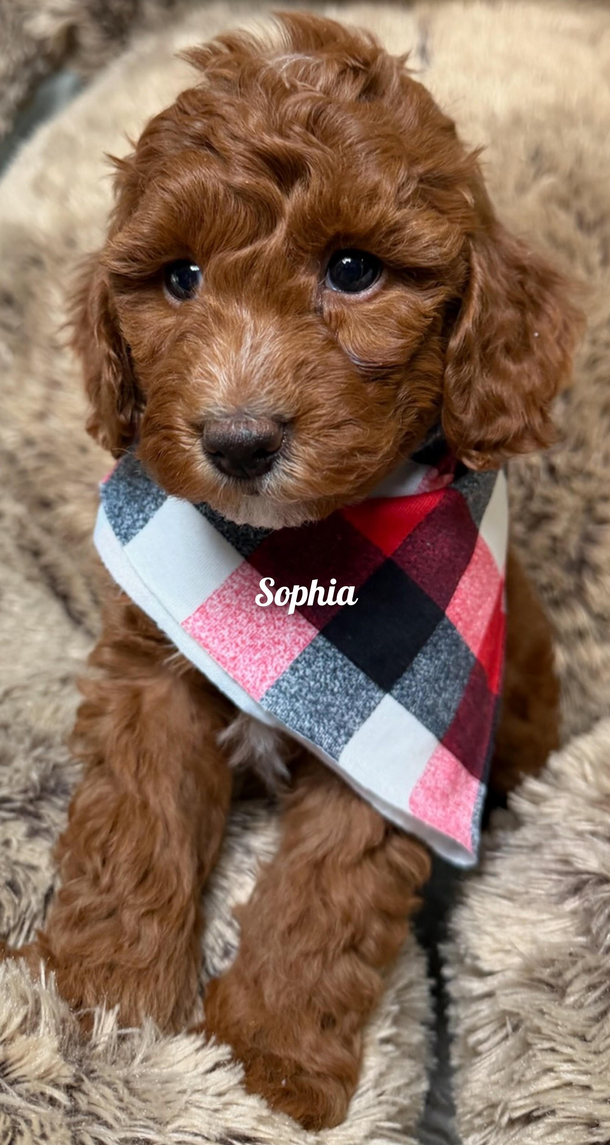 Enlarge Winnie's Girls, an adopted Goldendoodle in Fredericksburg, VA image 5/6