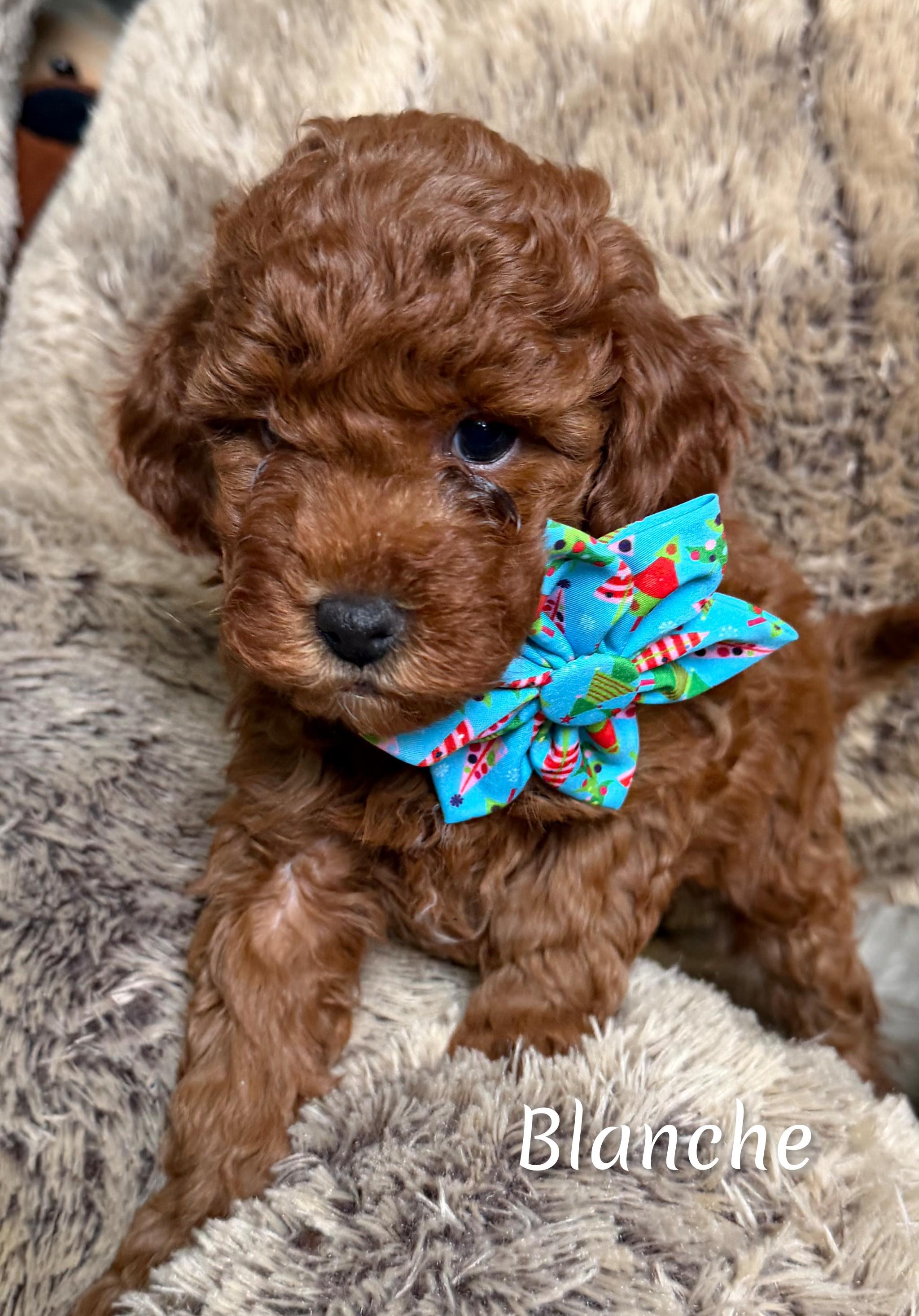Enlarge Winnie's Girls, an adopted Goldendoodle in Fredericksburg, VA image 6/6