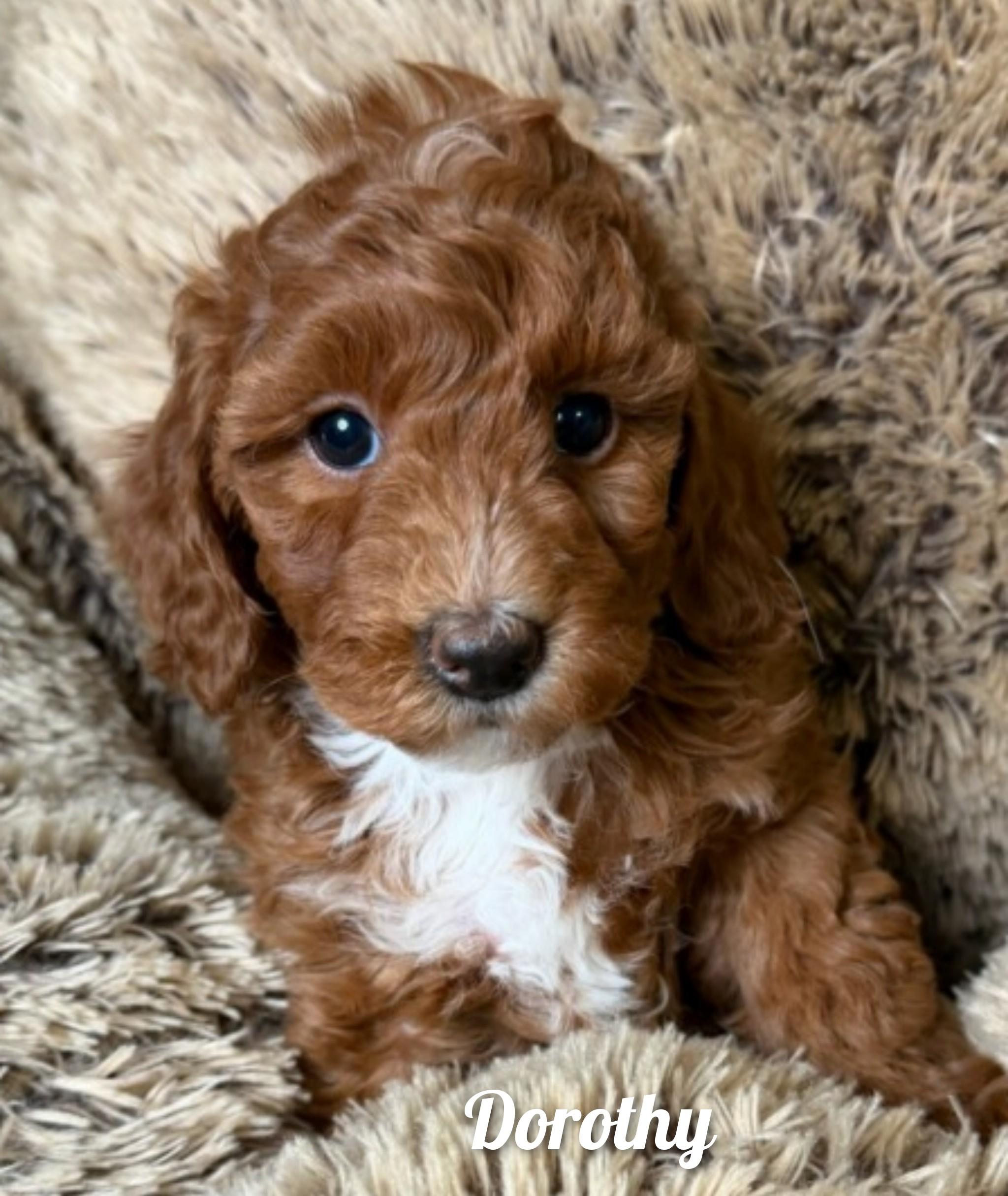 Enlarge Winnie's Girls, an adopted Goldendoodle in Fredericksburg, VA image 3/6