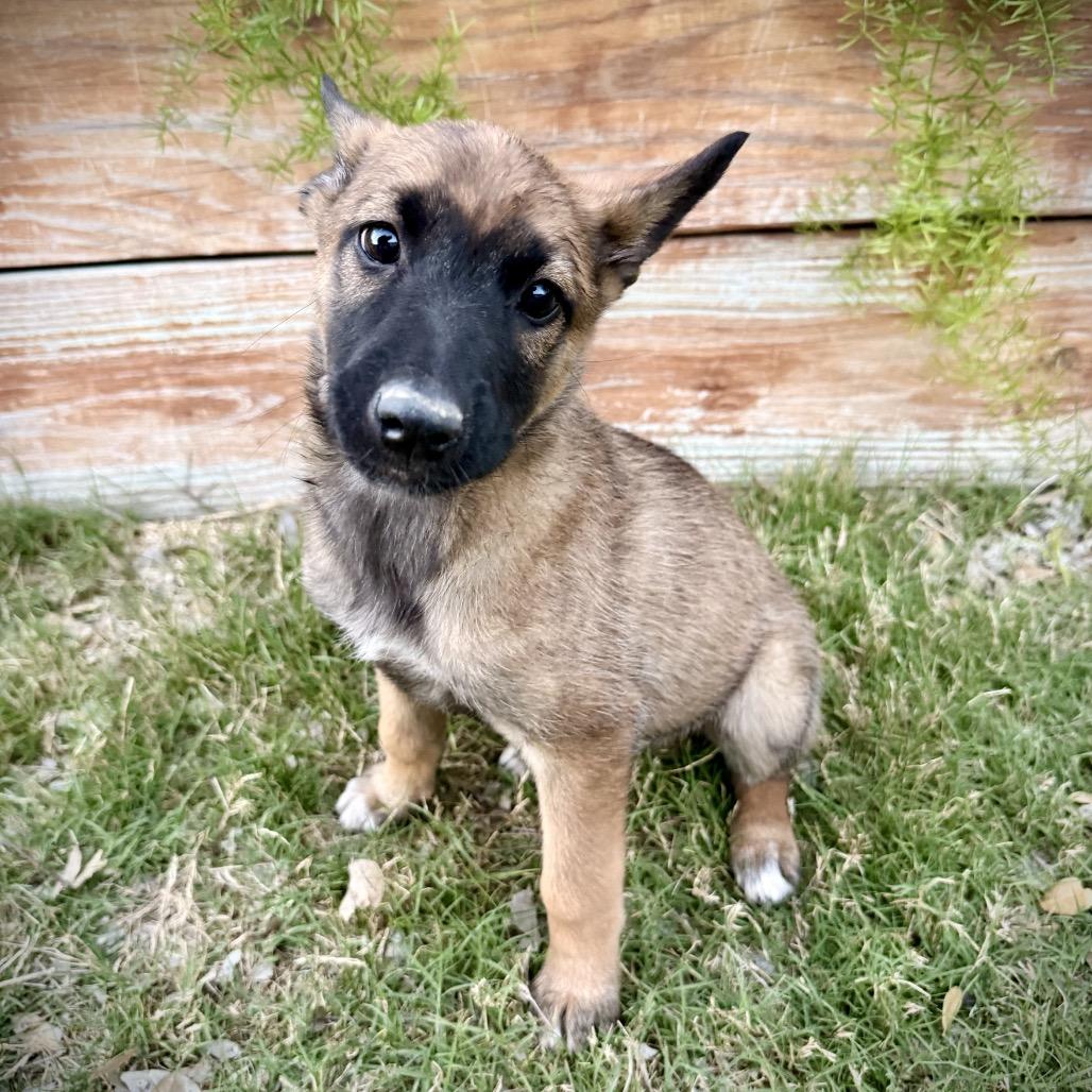 Zara Violet — thumbnail 2