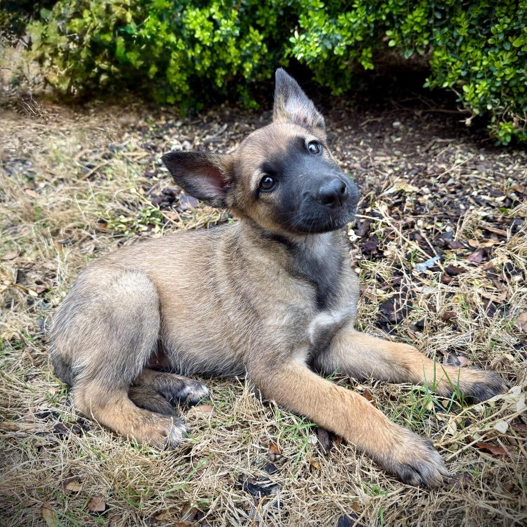 Zara Violet — thumbnail 3