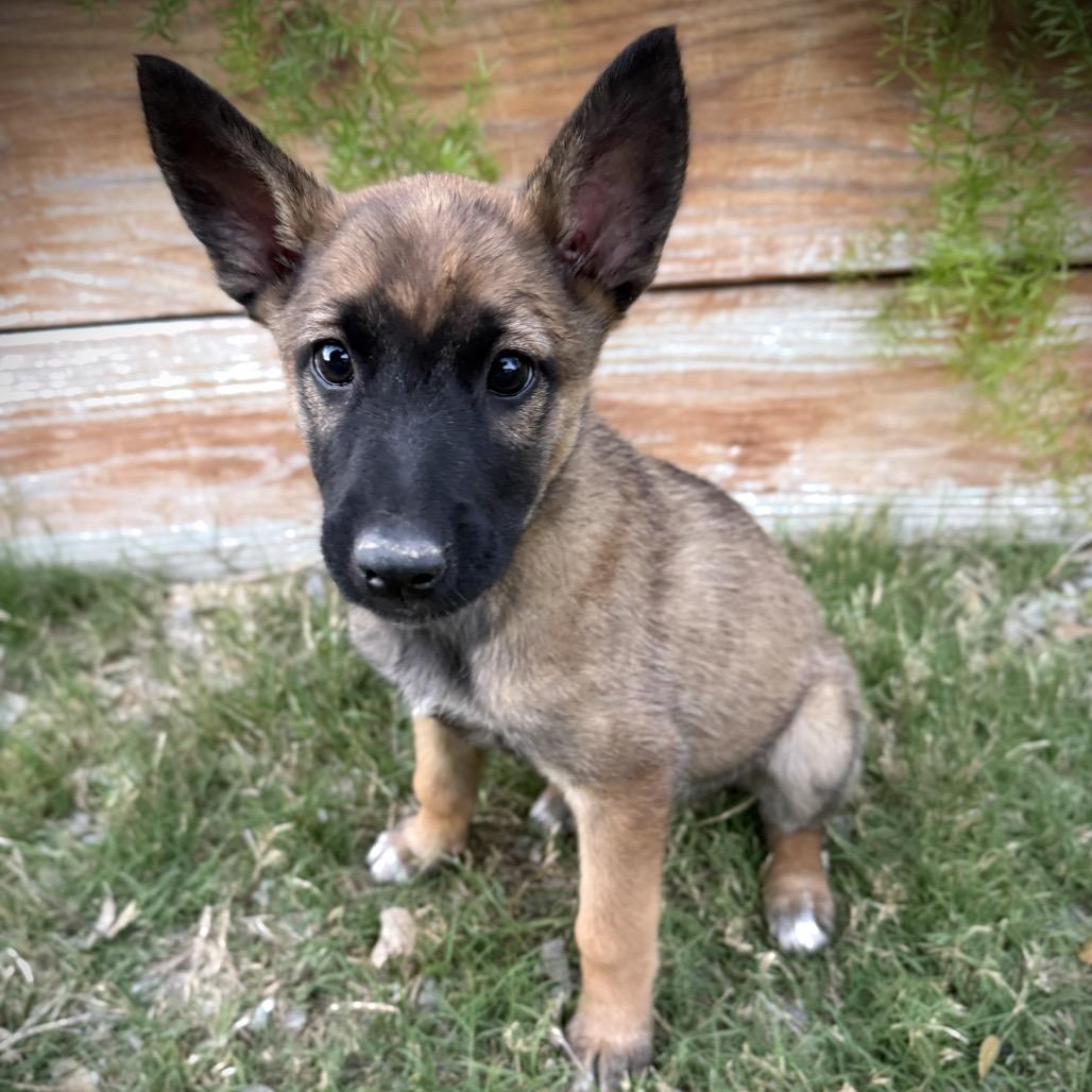 Zara Violet — thumbnail 4