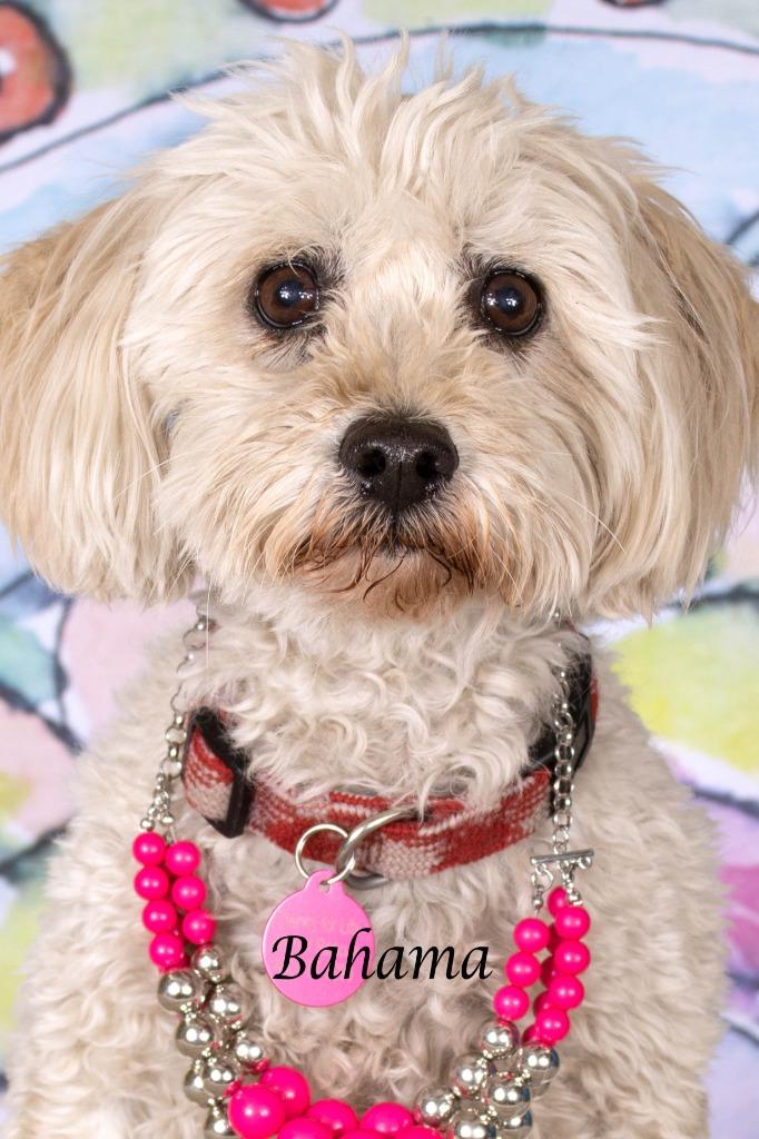 Bahama (Hana), a Adoptable Poodle in Gilbert, AZ image 1/2