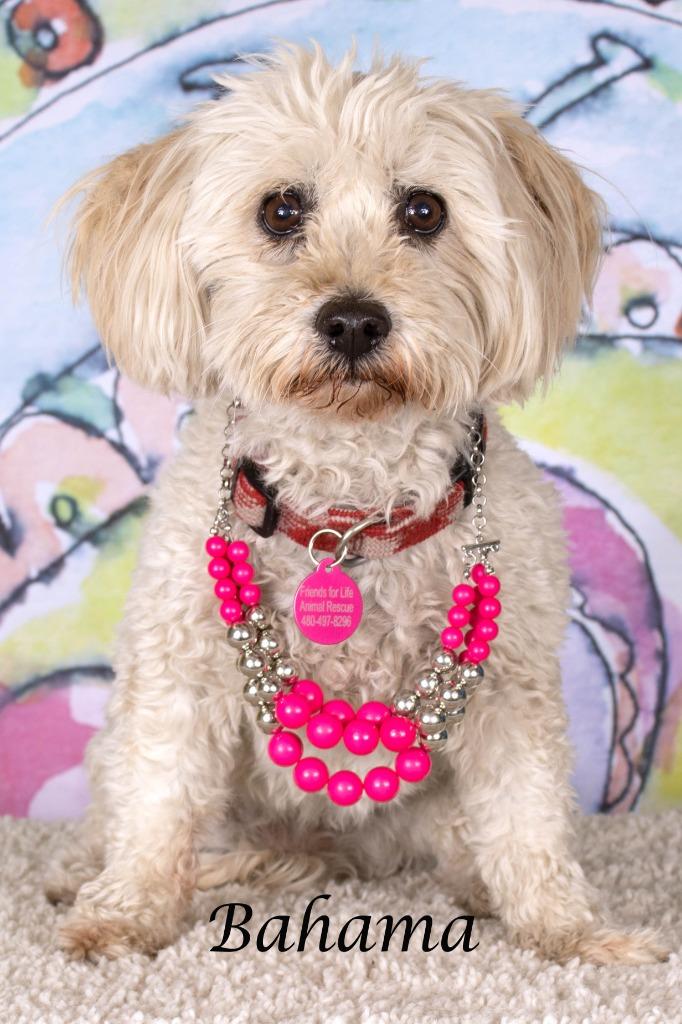 Bahama (Hana), a Adoptable Poodle in Gilbert, AZ image 2/2
