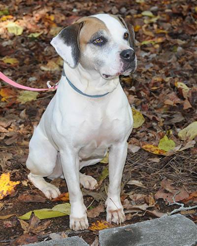 Bailey, Adoptable, Adult Female Hound.