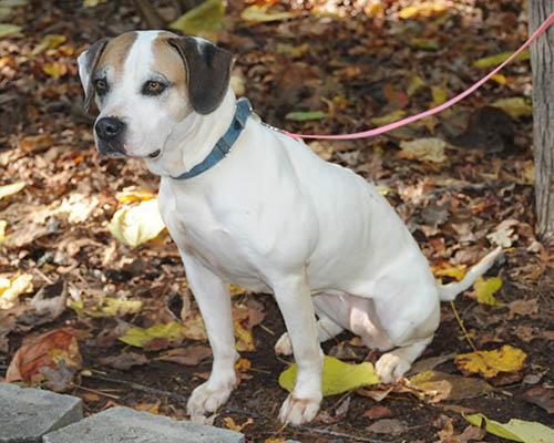 Enlarge Bailey, a Adoptable mixed breed in Durham, NC image 3/6