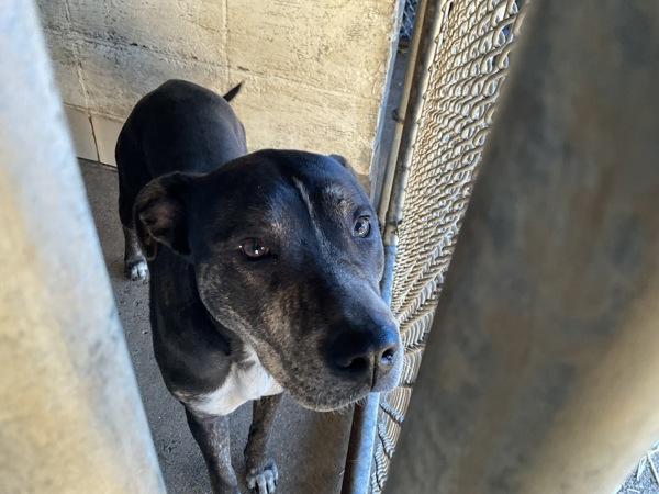 Kana, Adoptable, Adult Female Pit Bull Terrier.