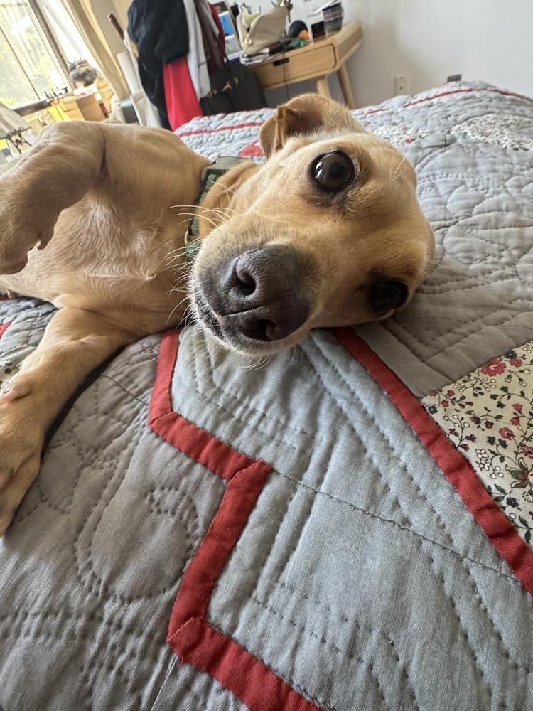 Dandelion, Adoptable, Adult Female Dachshund & Chihuahua.