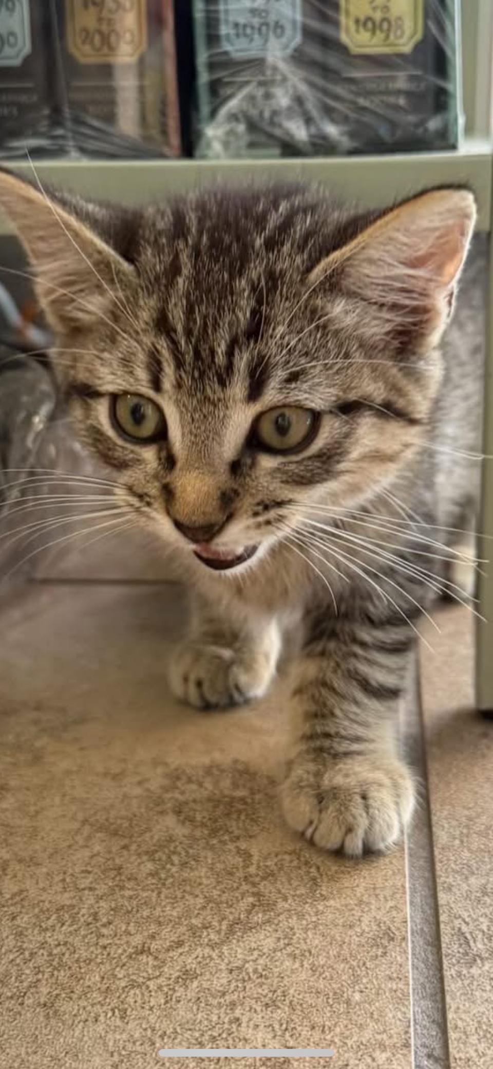 Enlarge Gus, a Adoptable Domestic Short Hair in Scottsdale, AZ image 1/1