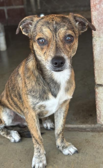 Tyrion — thumbnail 2