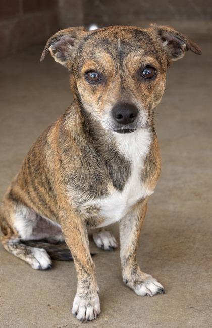 Tyrion — thumbnail 3