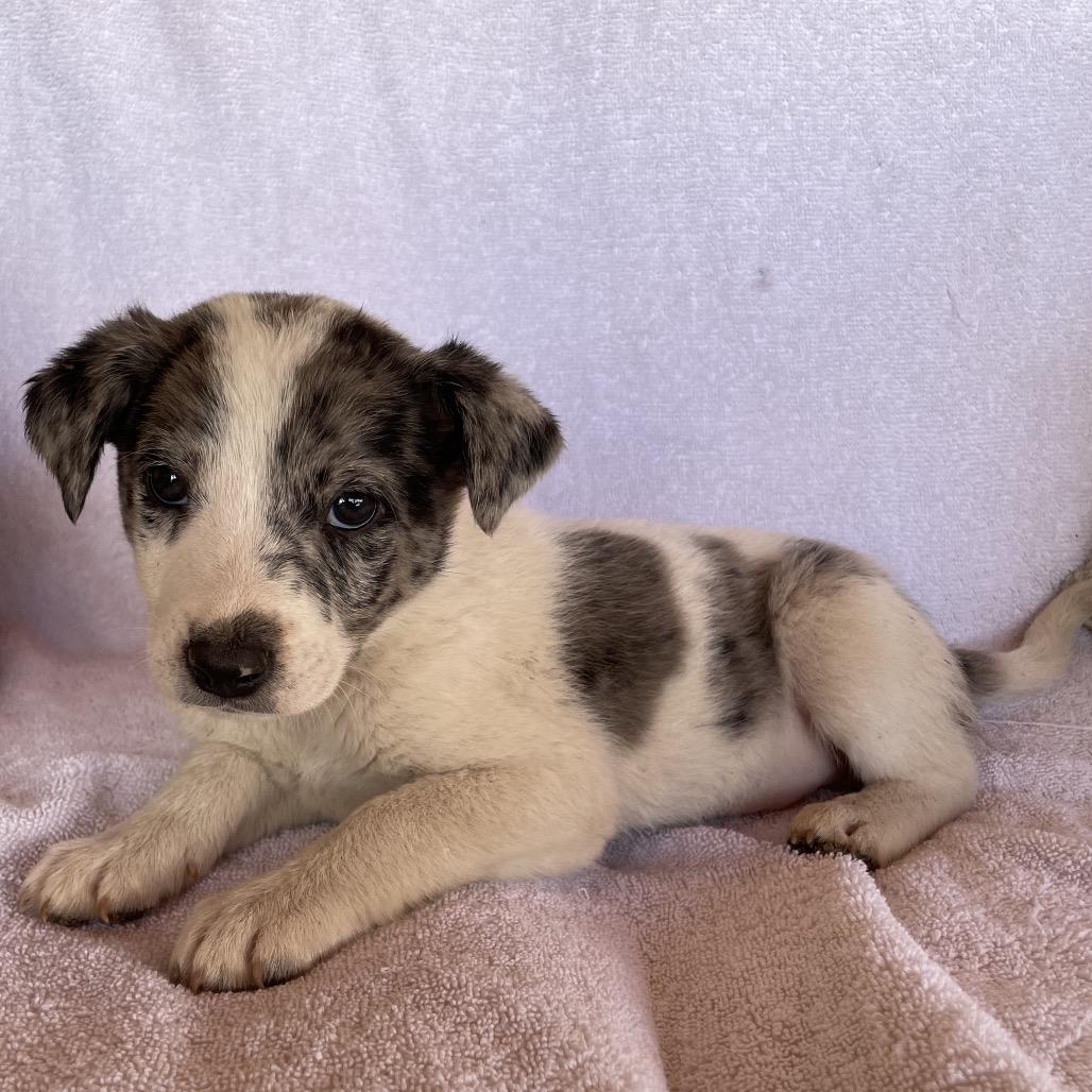 Enlarge Roger, a Adoptable Catahoula Leopard Dog in Tucson, AZ image 1/1