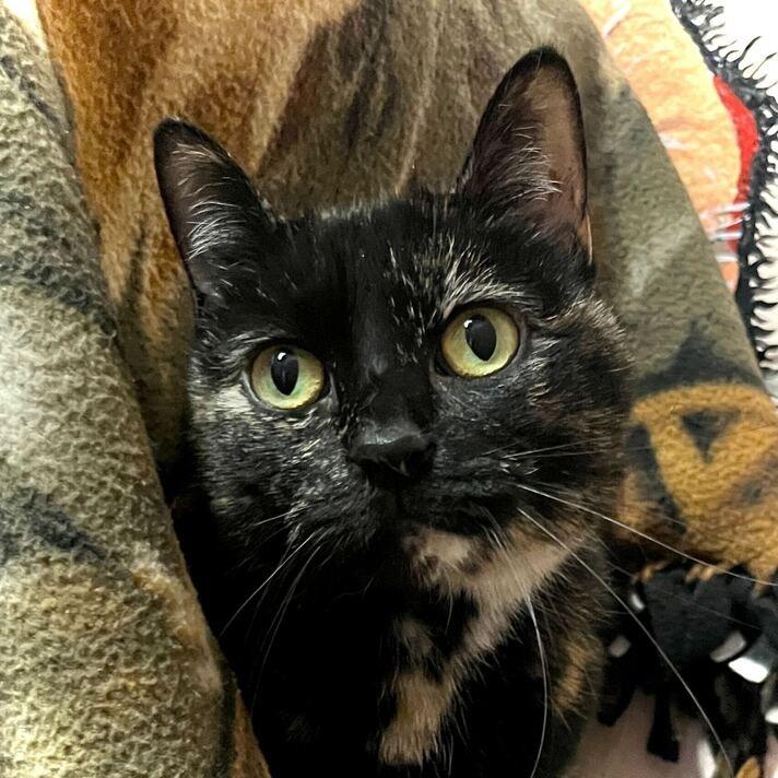 Mama, Adoptable, Adult Female Domestic Short Hair.