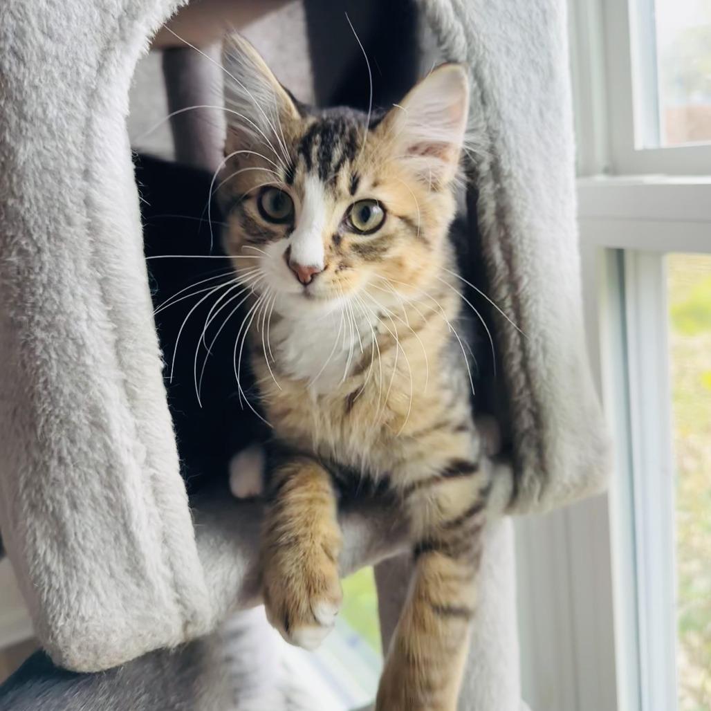 Oz, Adoptable, Kitten Male Domestic Medium Hair.