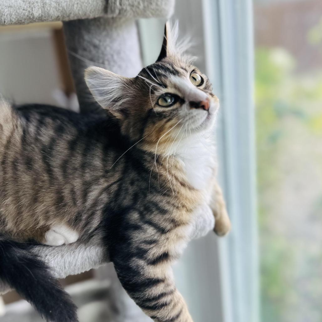 Enlarge Oz, a Adoptable Domestic Medium Hair in Denver, CO image 1/6