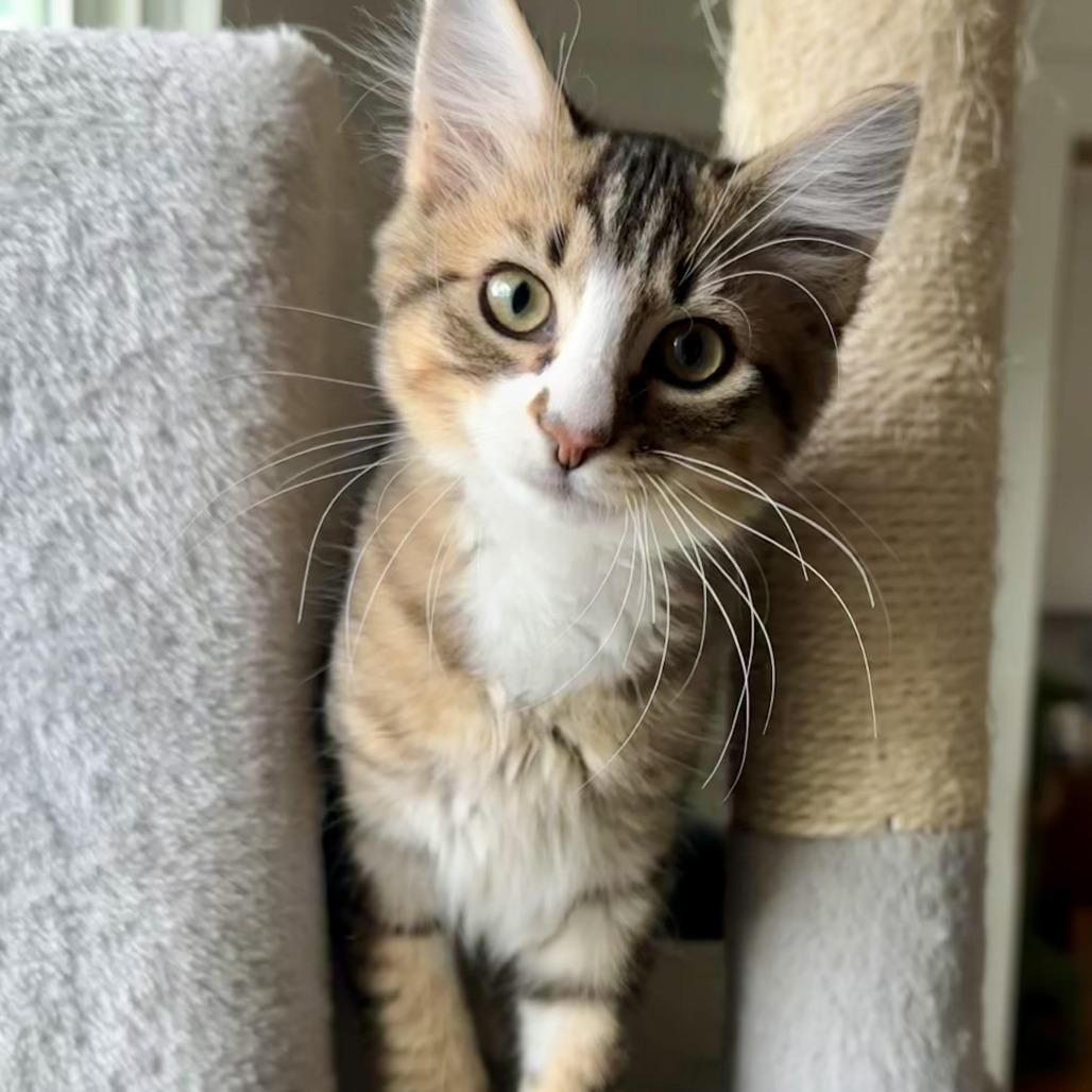 Enlarge Oz, a Adoptable Domestic Medium Hair in Denver, CO image 2/6