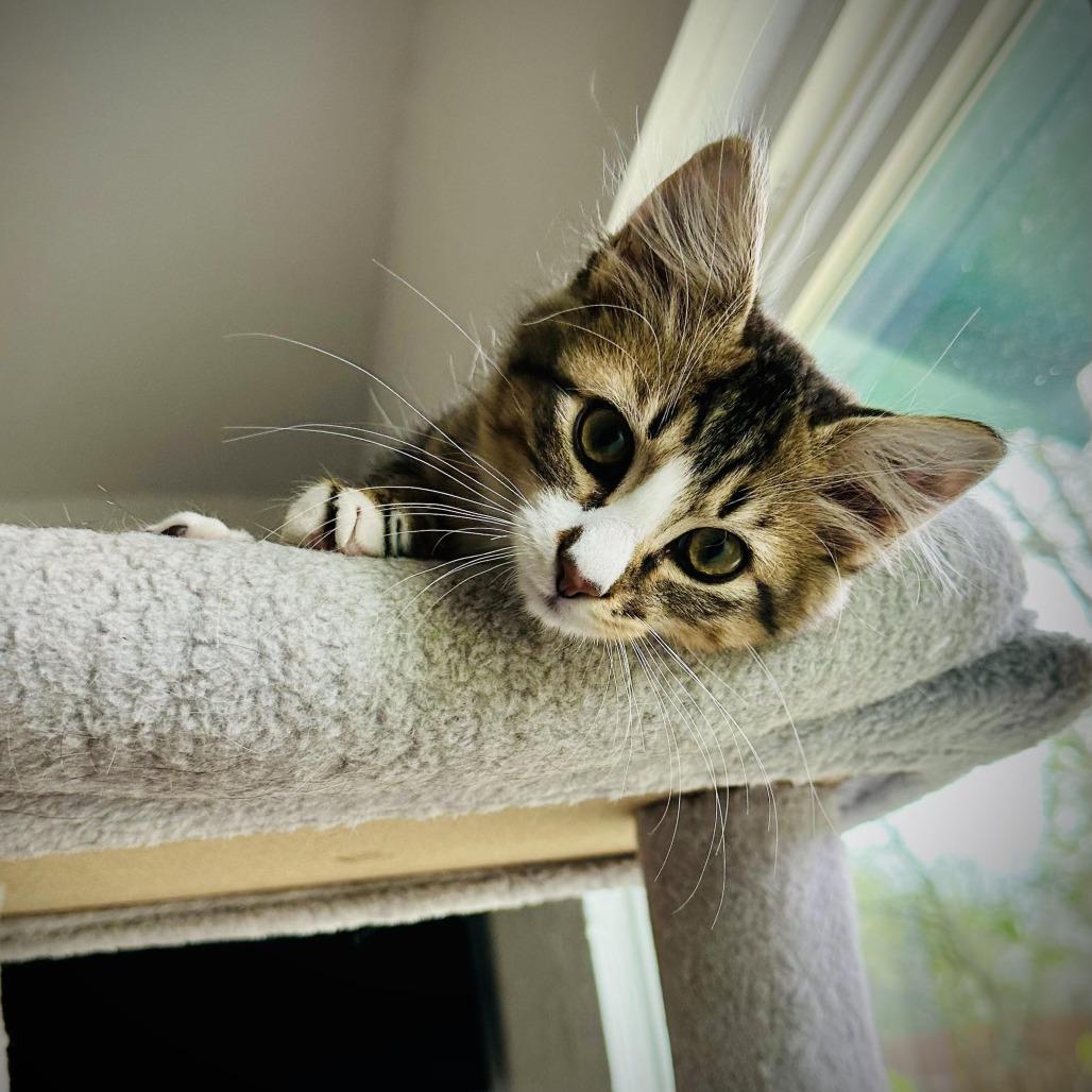 Enlarge Oz, a Adoptable Domestic Medium Hair in Denver, CO image 3/6