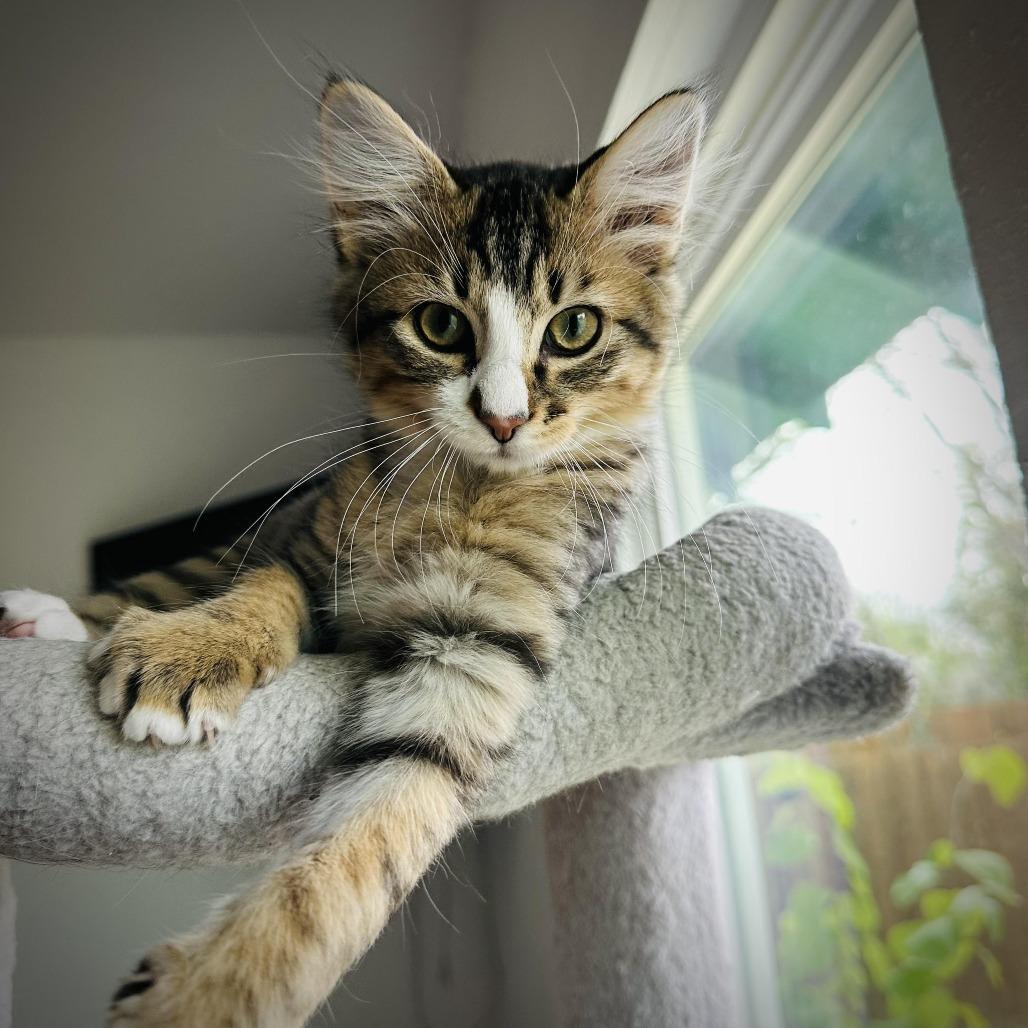 Enlarge Oz, a Adoptable Domestic Medium Hair in Denver, CO image 4/6