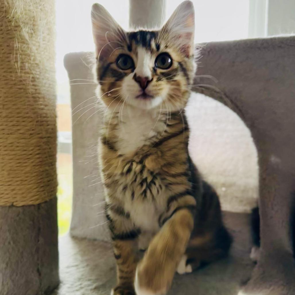 Enlarge Oz, a Adoptable Domestic Medium Hair in Denver, CO image 5/6