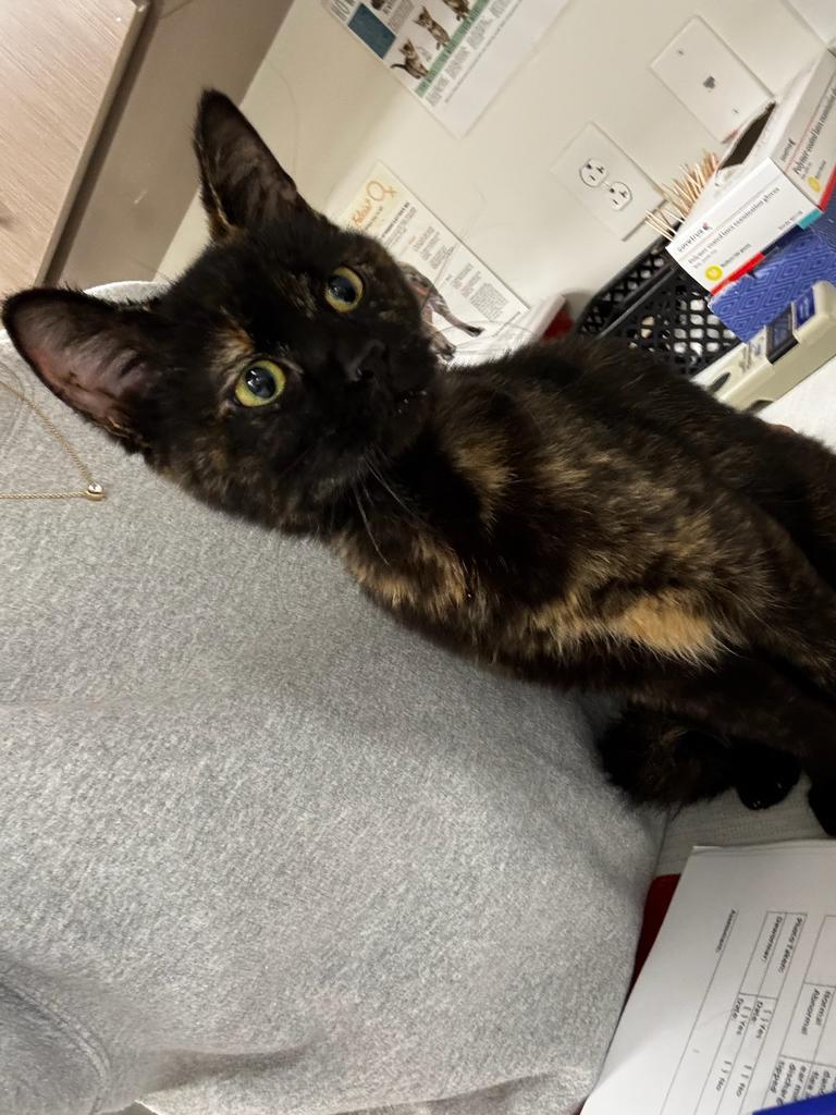 Renee, Adoptable, Young Female Domestic Short Hair.