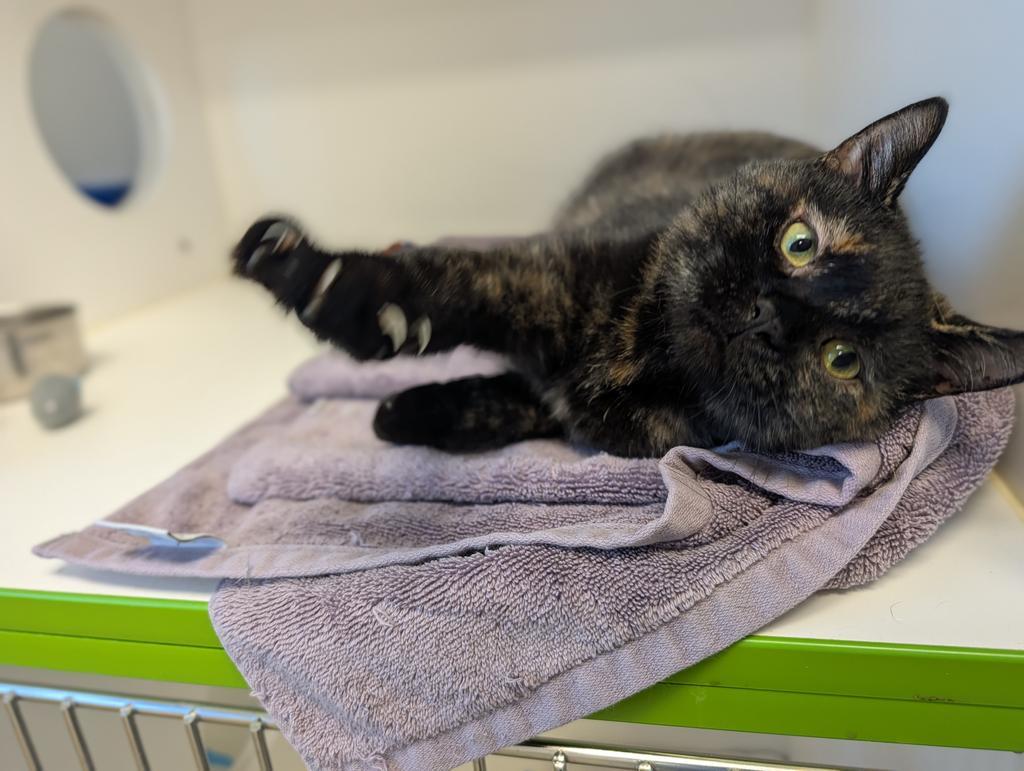 Enlarge Renee, a Adoptable mixed breed in Greenfield, IN image 2/3