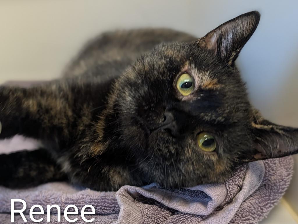 Enlarge Renee, a Adoptable mixed breed in Greenfield, IN image 3/3