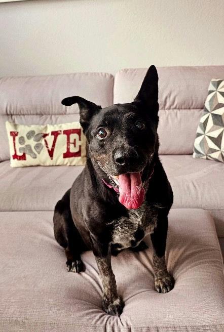 Daizy, Adoptable, Senior Female Australian Cattle Dog / Blue Heeler.