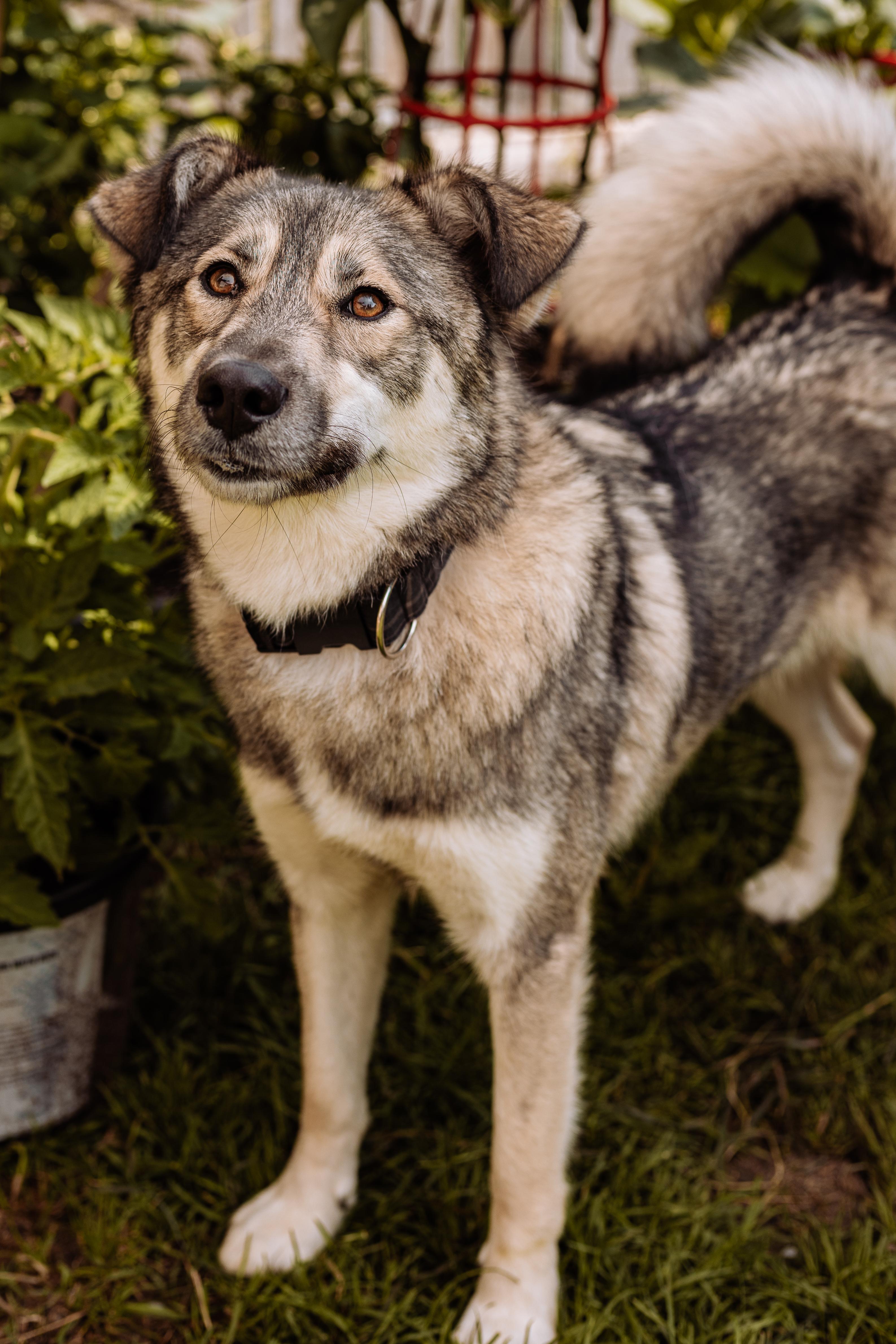 Enlarge Rocky, a Adoptable mixed breed in Calgary, AB image 6/6