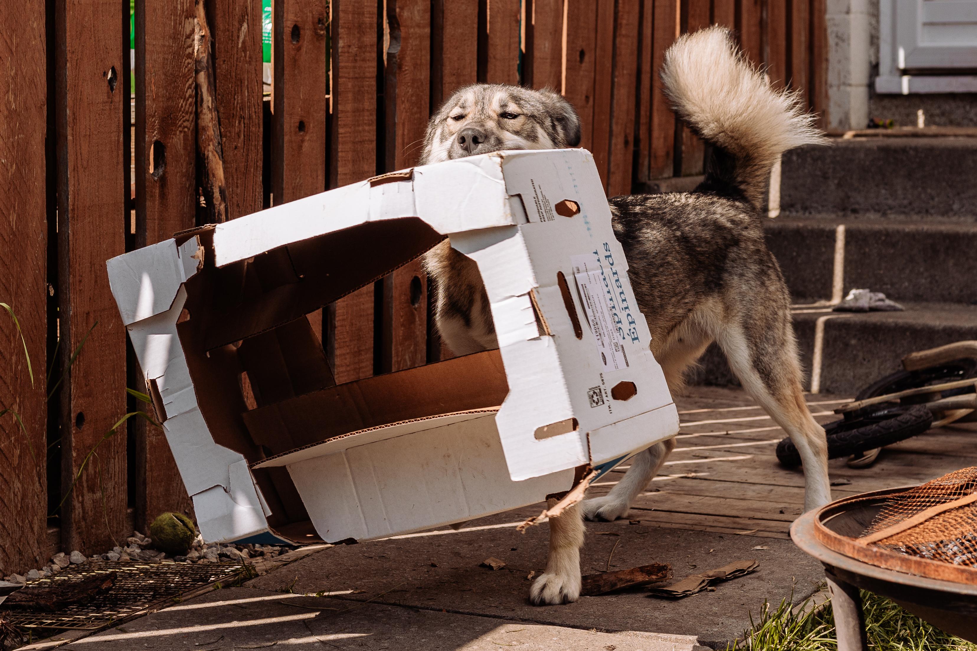 Enlarge Rocky, a Adoptable mixed breed in Calgary, AB image 3/6