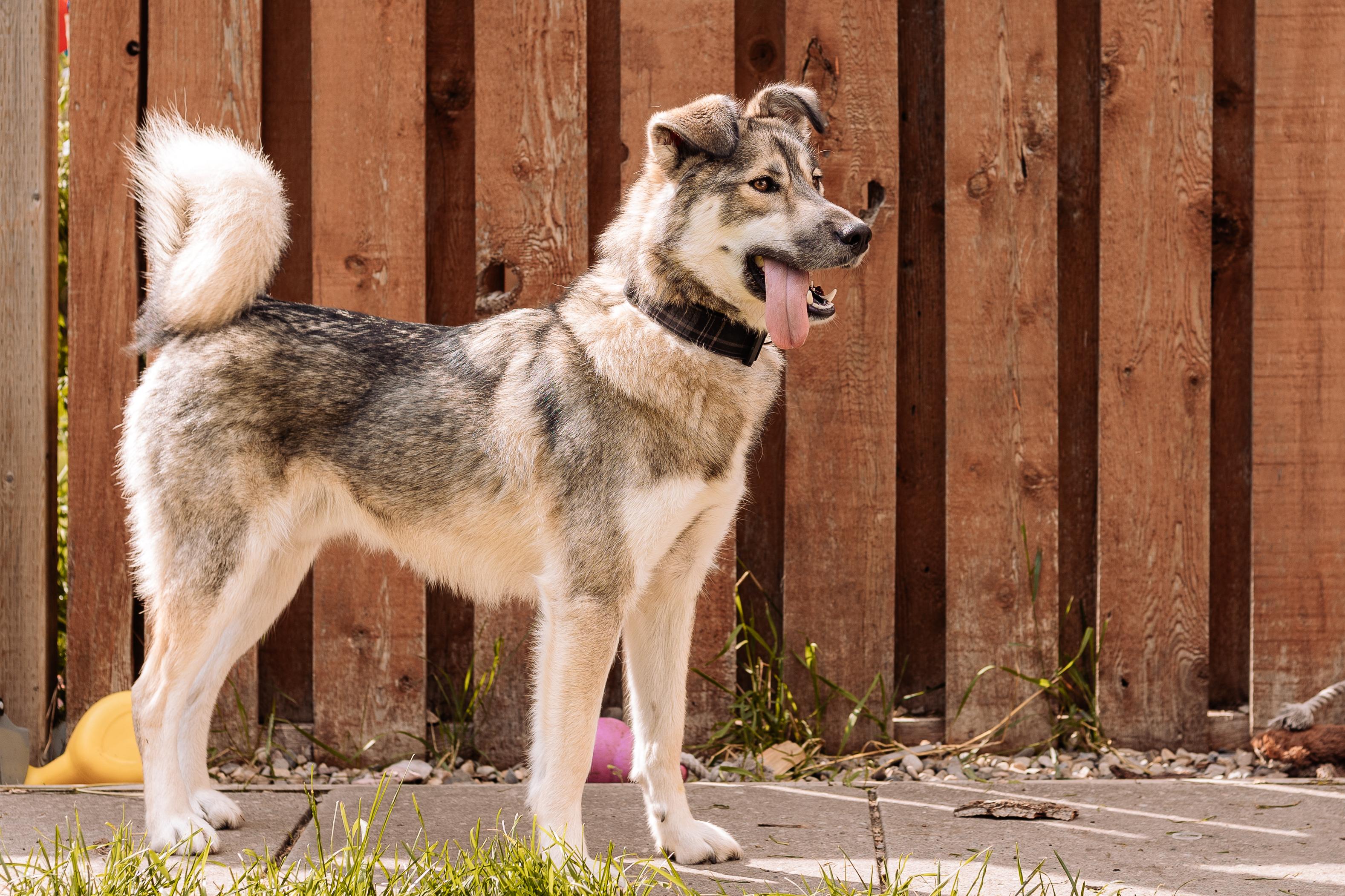 Enlarge Rocky, a Adoptable mixed breed in Calgary, AB image 4/6
