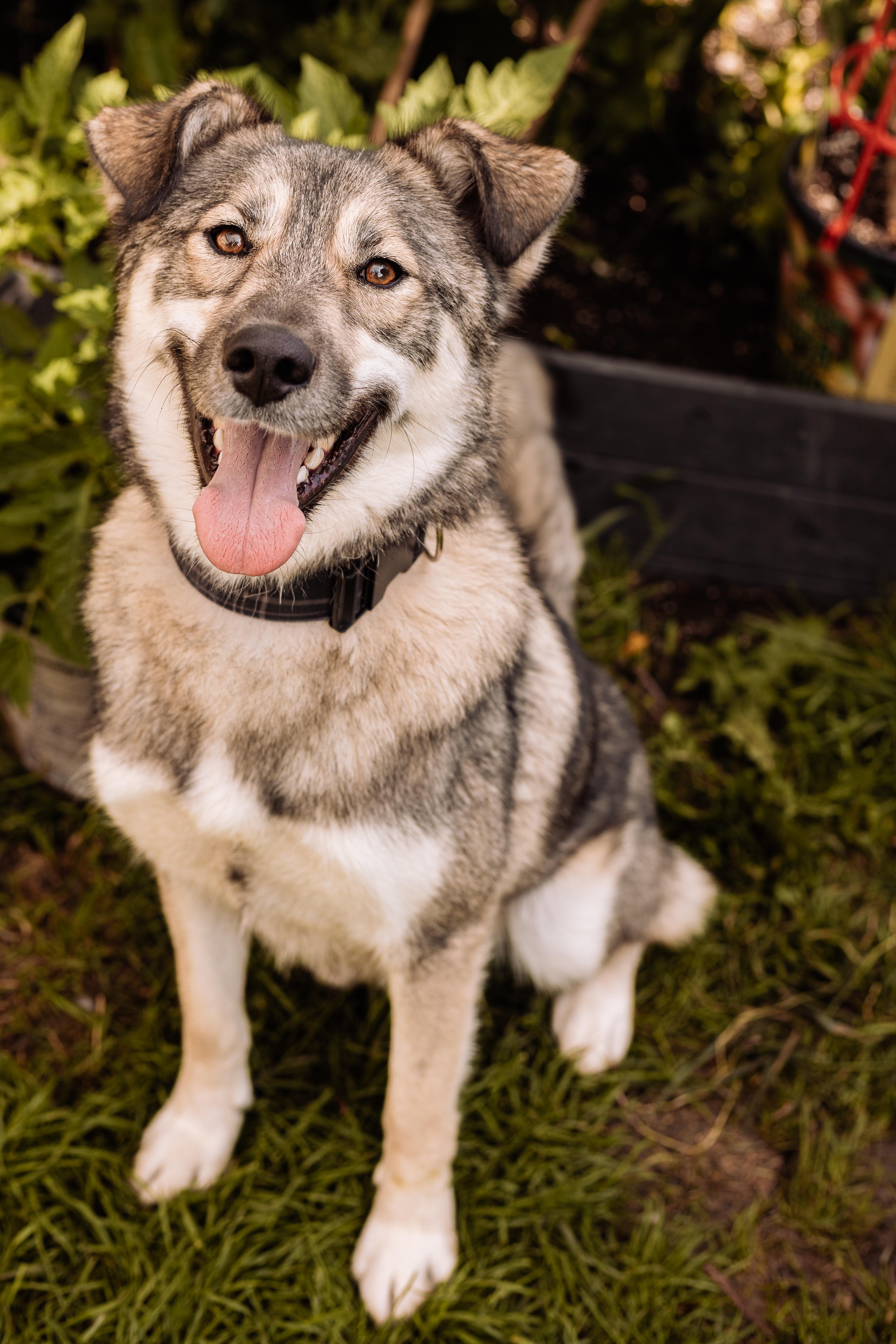 Rocky, Adoptable, Adult Male Husky & Shepherd.