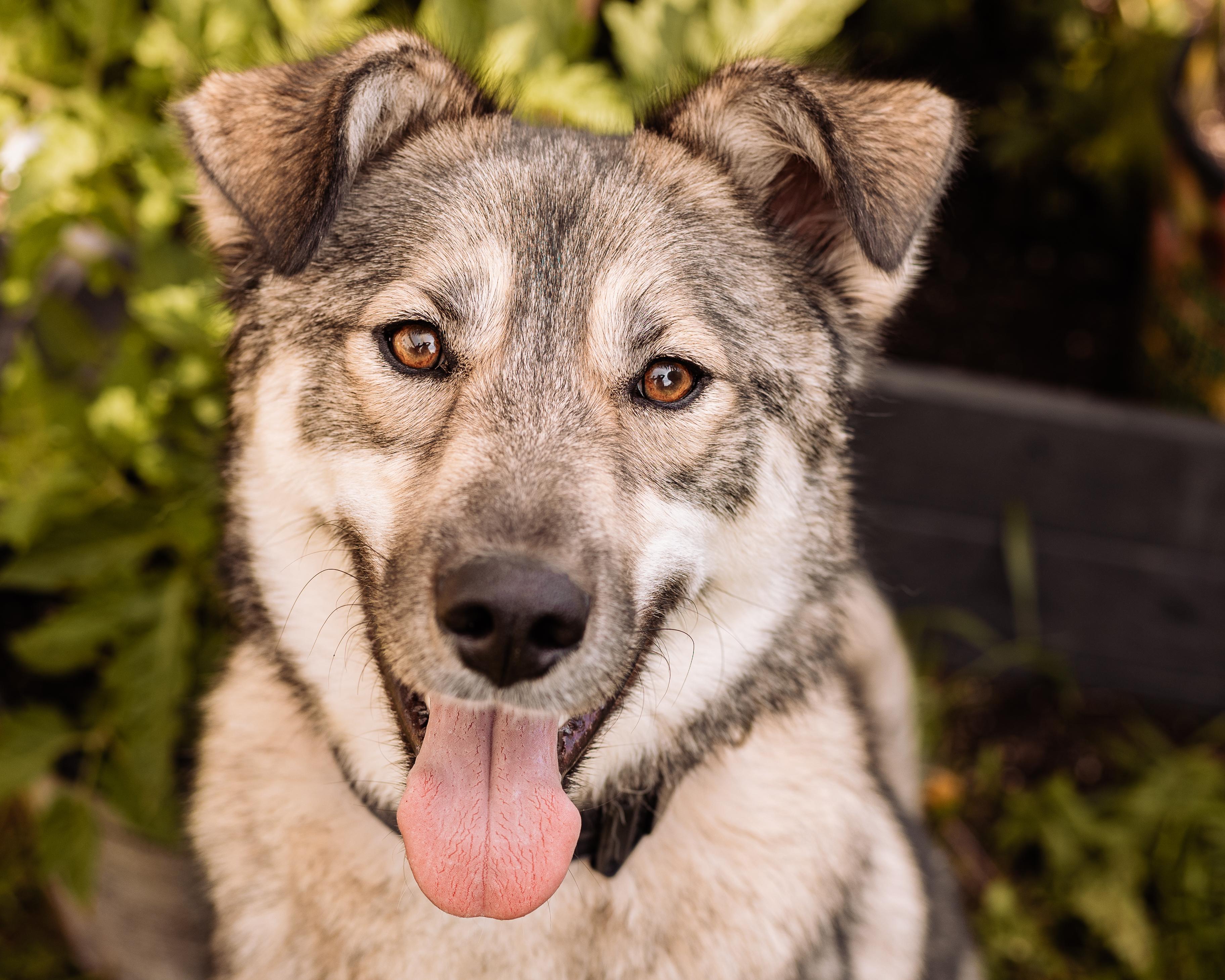 Enlarge Rocky, a Adoptable mixed breed in Calgary, AB image 2/6