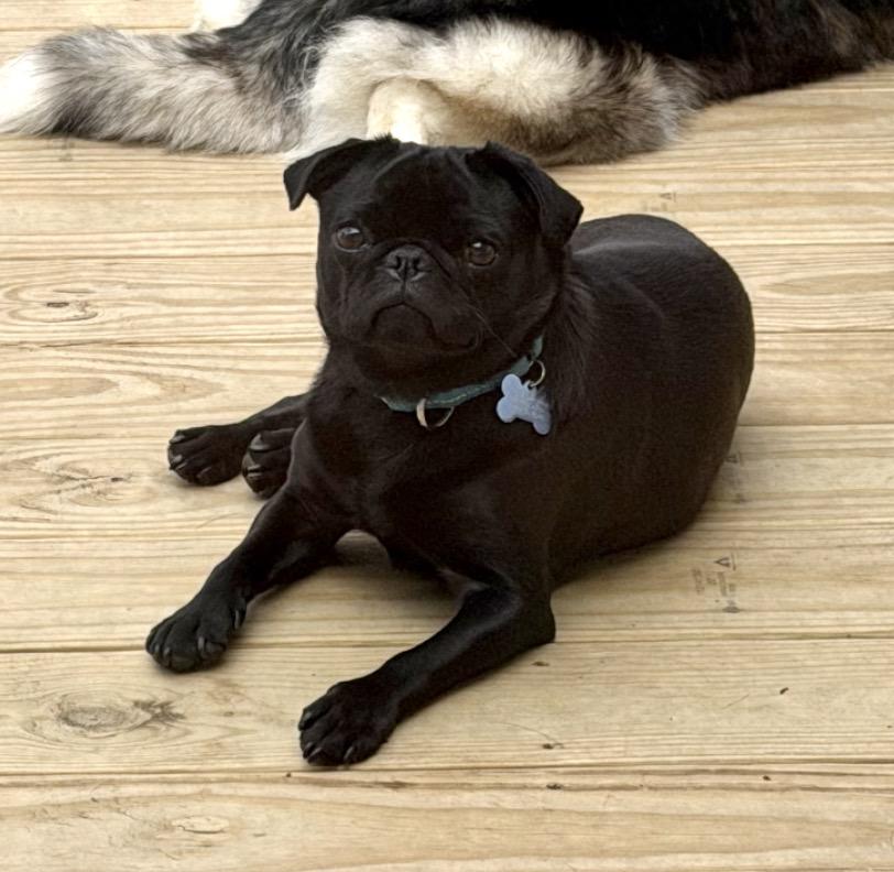 Enlarge Goblin (Gobby), an adopted Pug in Godfrey, IL image 2/5