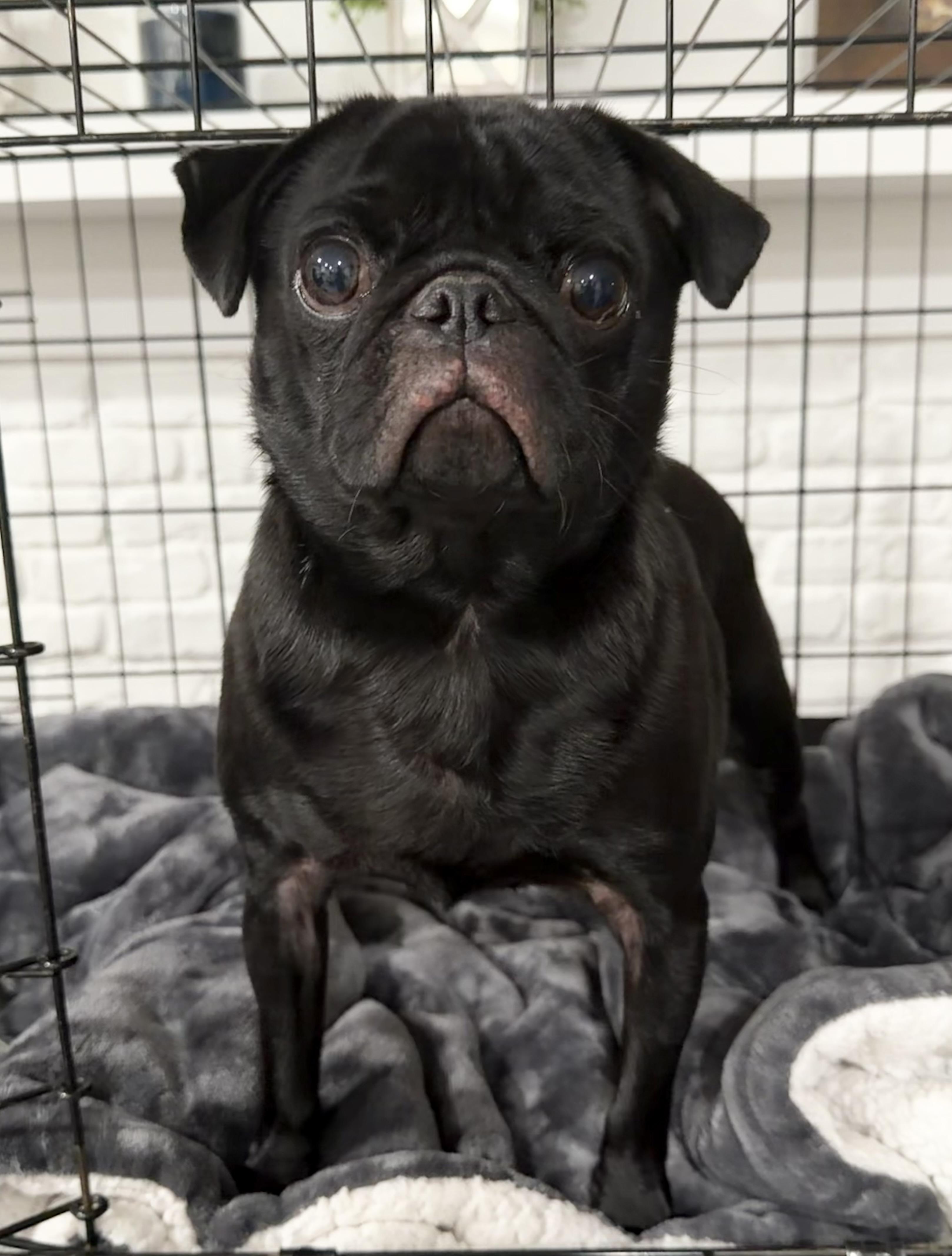 Enlarge Goblin (Gobby), an adopted Pug in Godfrey, IL image 4/5