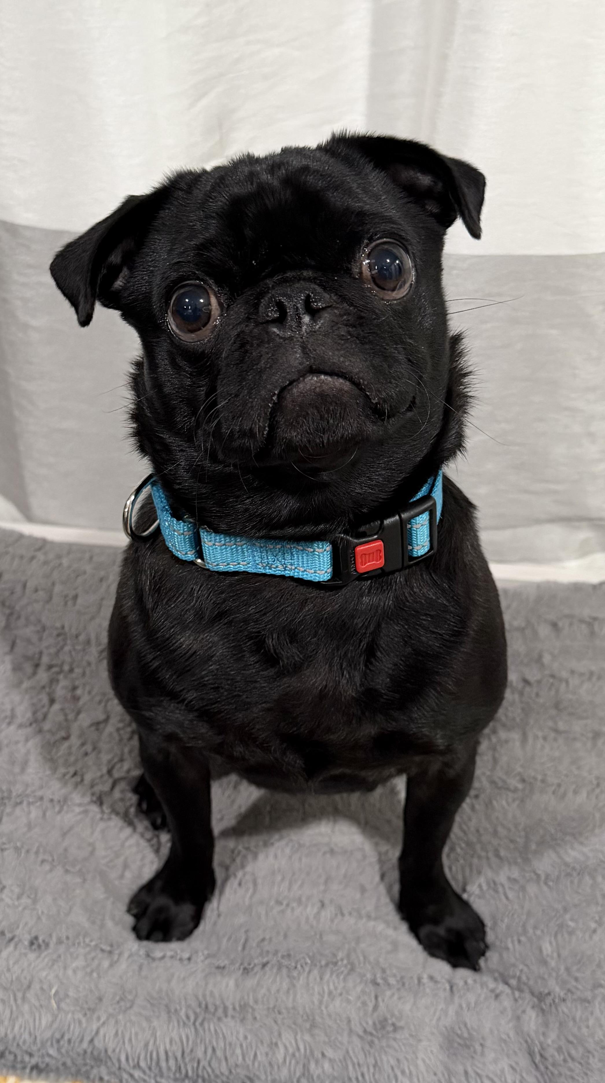 Enlarge Goblin (Gobby), an adopted Pug in Godfrey, IL image 1/5