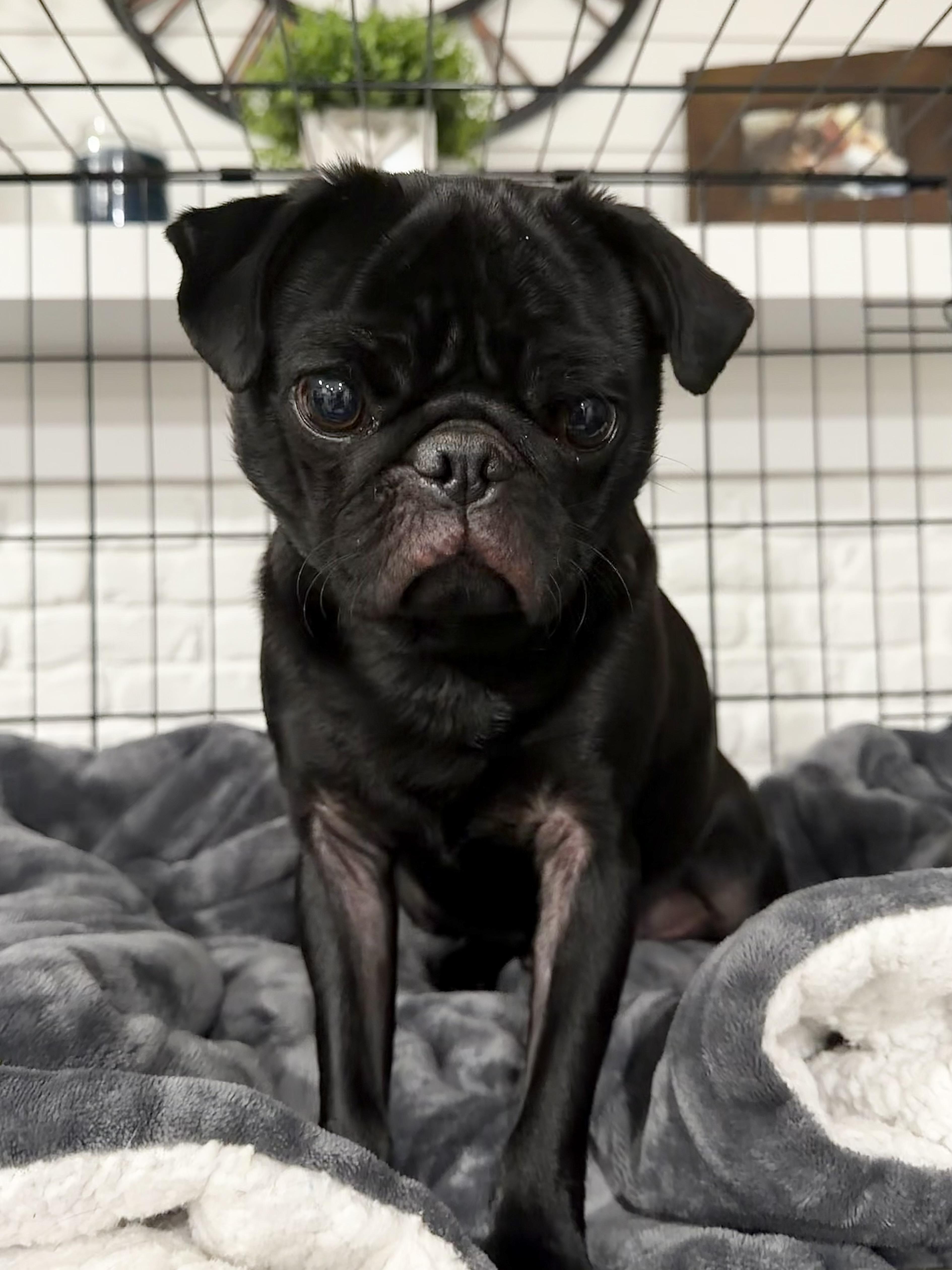 Enlarge Goblin (Gobby), an adopted Pug in Godfrey, IL image 3/5