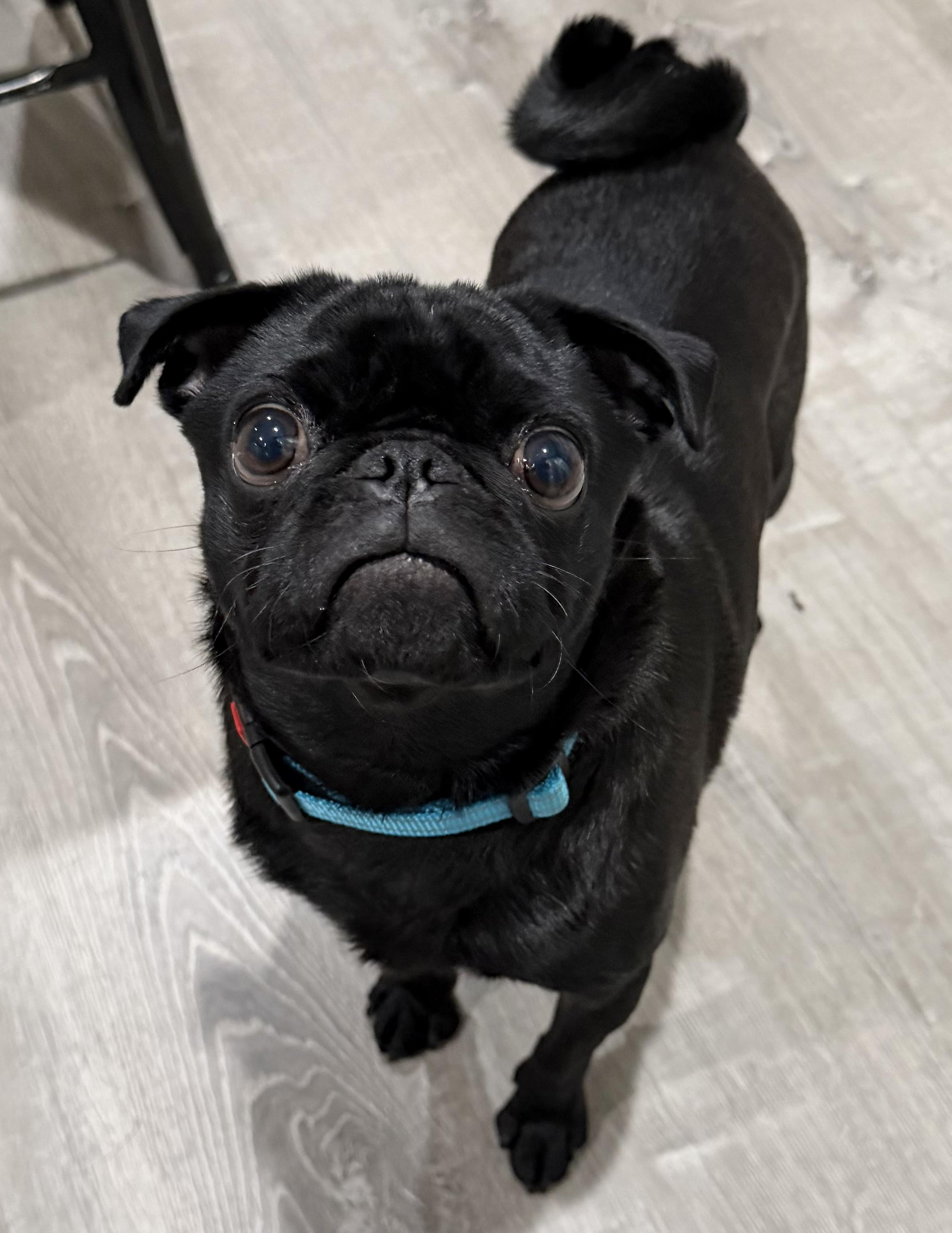 Enlarge Goblin (Gobby), an adopted Pug in Godfrey, IL image 5/5