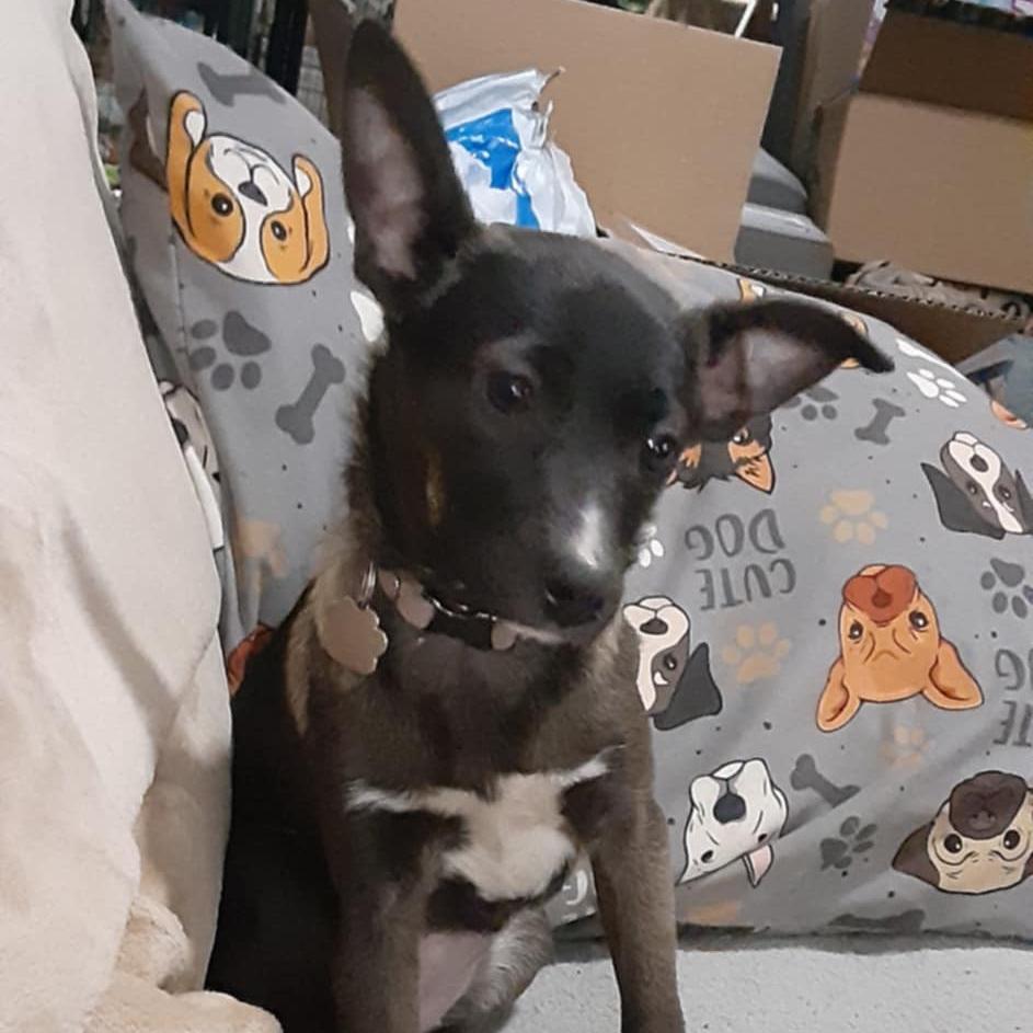 Lilbit, Adoptable, Puppy Female Mixed Breed & Mixed Breed.