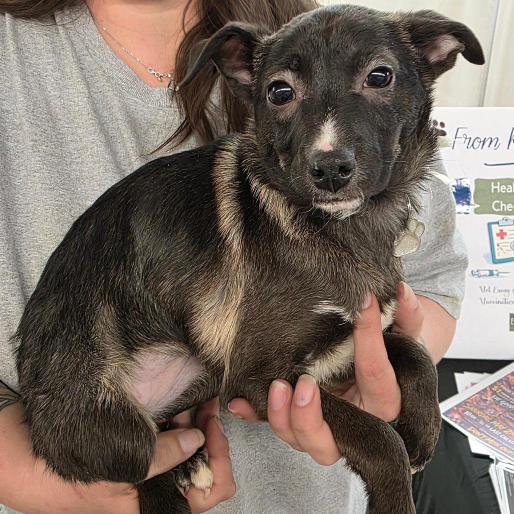 Enlarge Lilbit, a Adoptable mixed breed in Lima, OH image 1/1