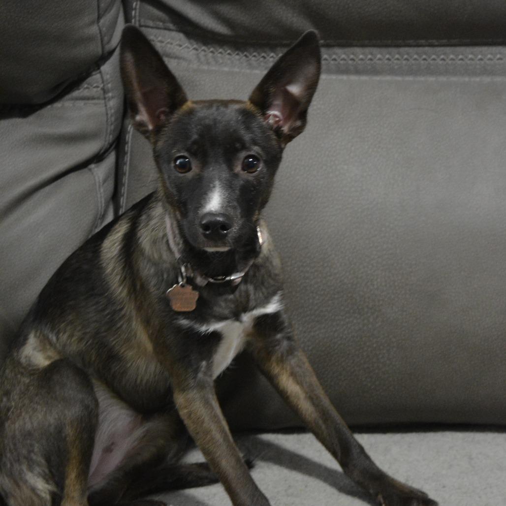 Lilbit, a Adoptable mixed breed in Lima, OH image 3/3