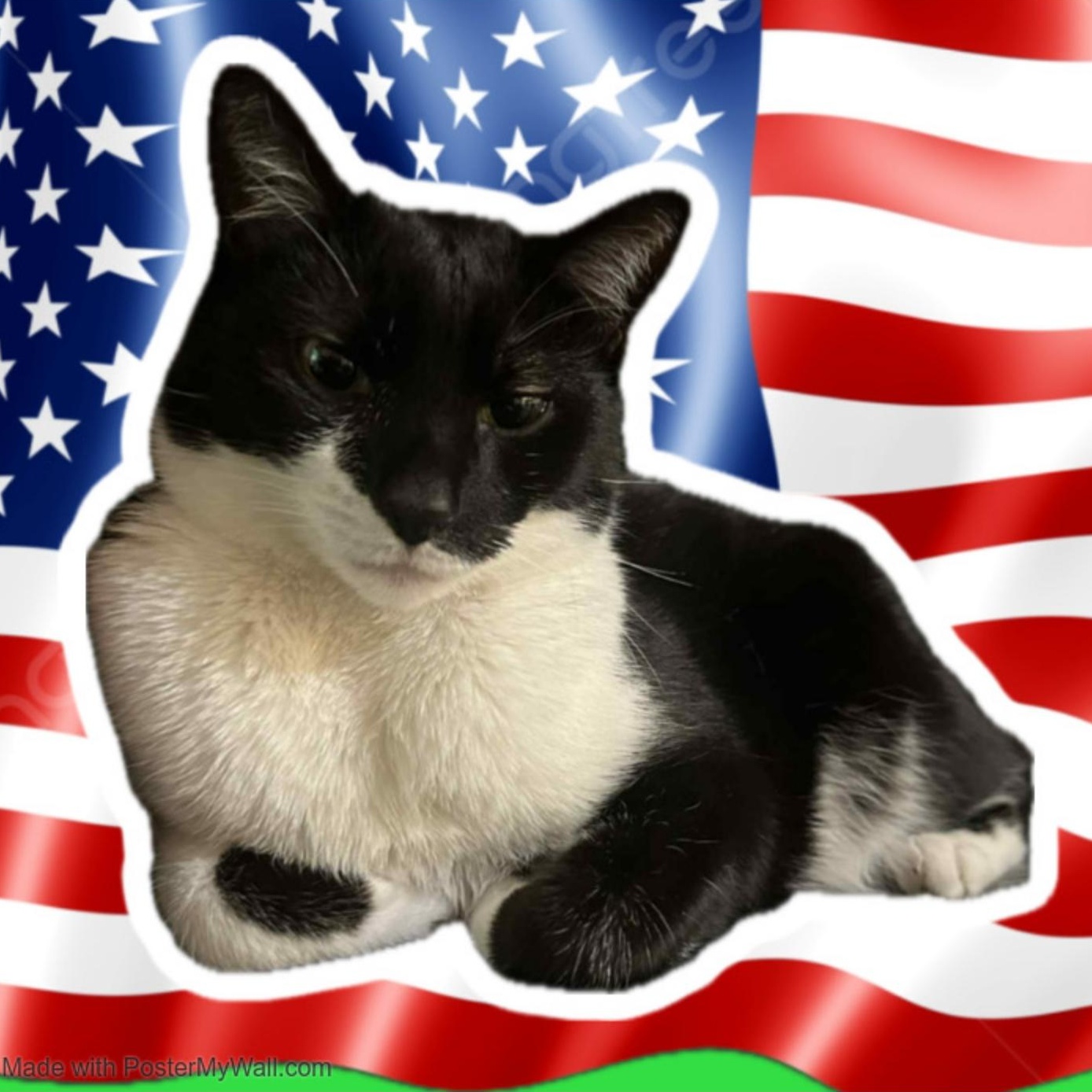 Illumi Gentleman, Adult Male Domestic Short Hair