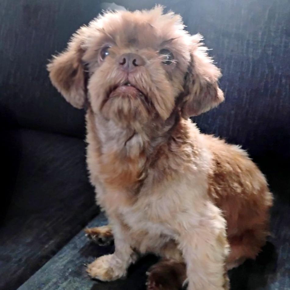 Enlarge Jack, an adopted mixed breed in Henrietta, NY image 5/5