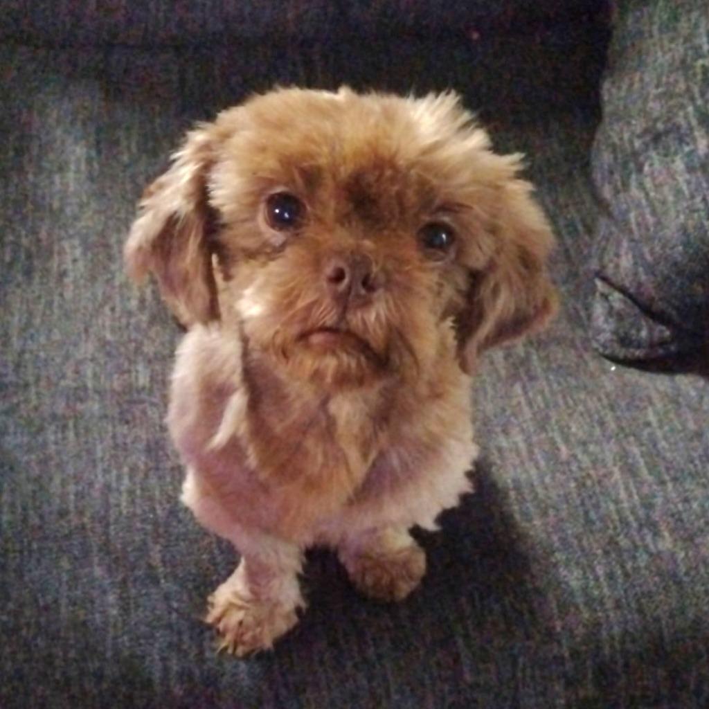 Jack, adopted, Adult Male Shih Tzu & Mixed Breed.