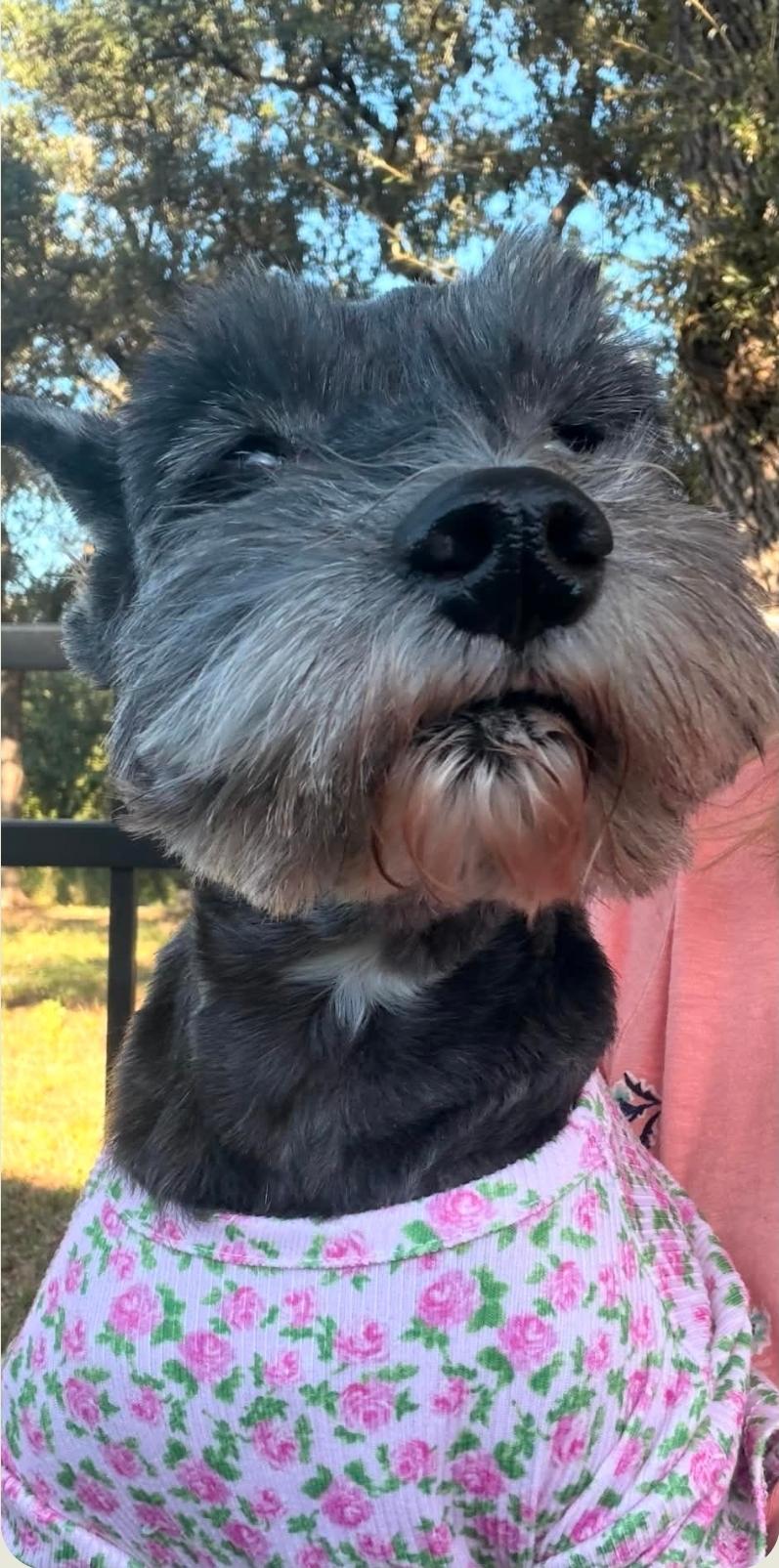 Enlarge LuLu, a Adoptable Miniature Schnauzer in Columbus , OH image 3/6