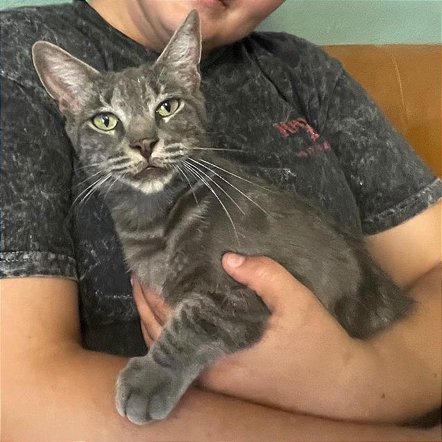 Fawn, Adoptable, Young Female Domestic Short Hair.